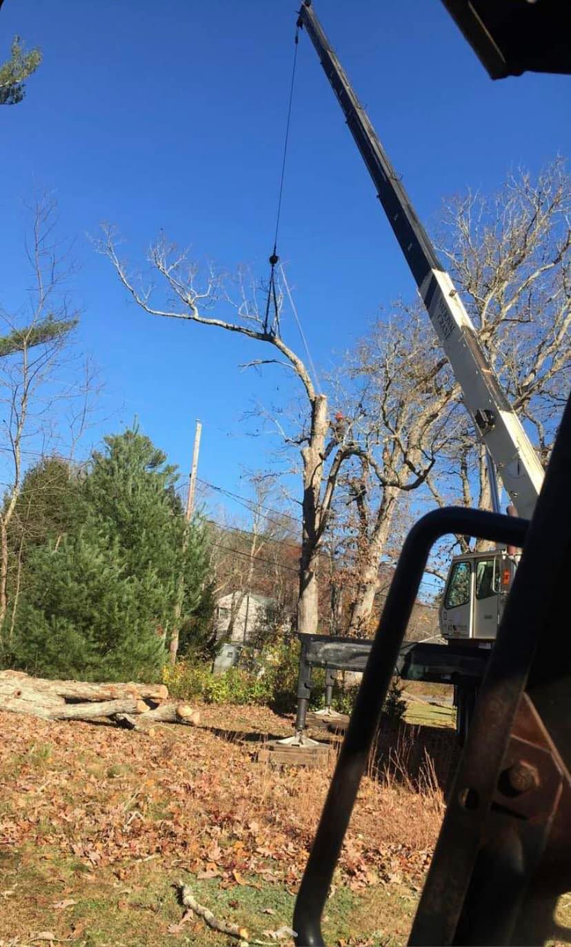 Workman Tree Services LLC | Woodstock CT