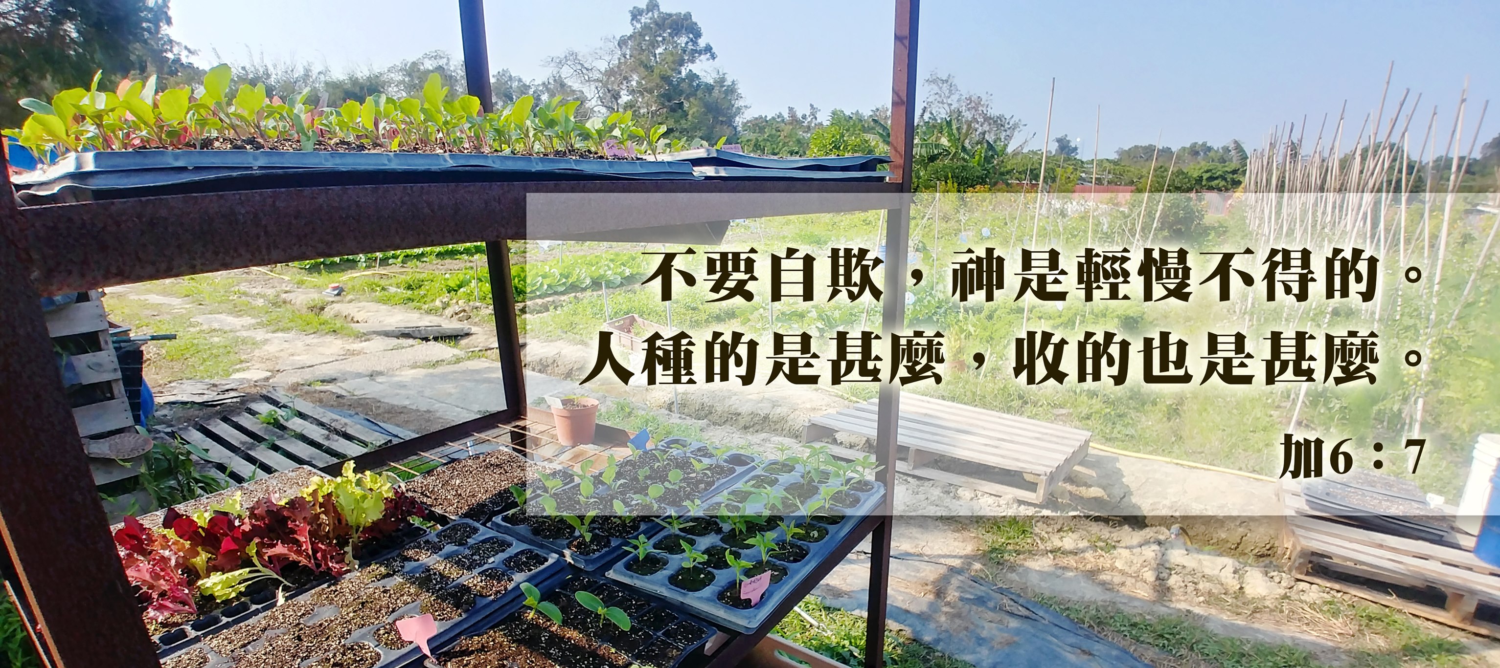 心田