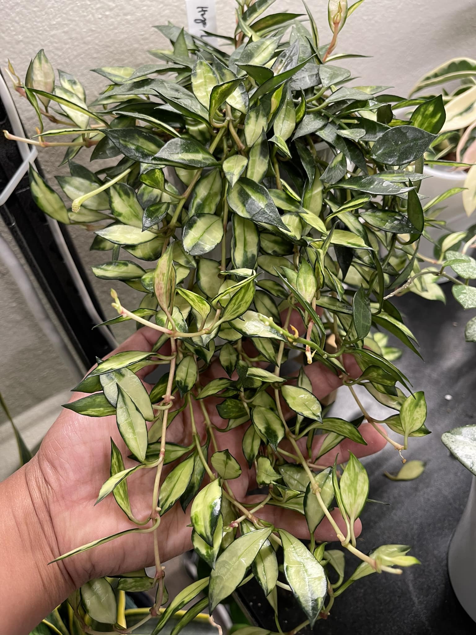 Hoya lacunosa 'Souma' will forever be one of my favorite Hoya