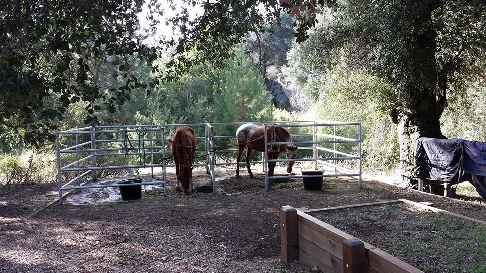 This is our horse of... - Rapture's Horse Rescue Foundation