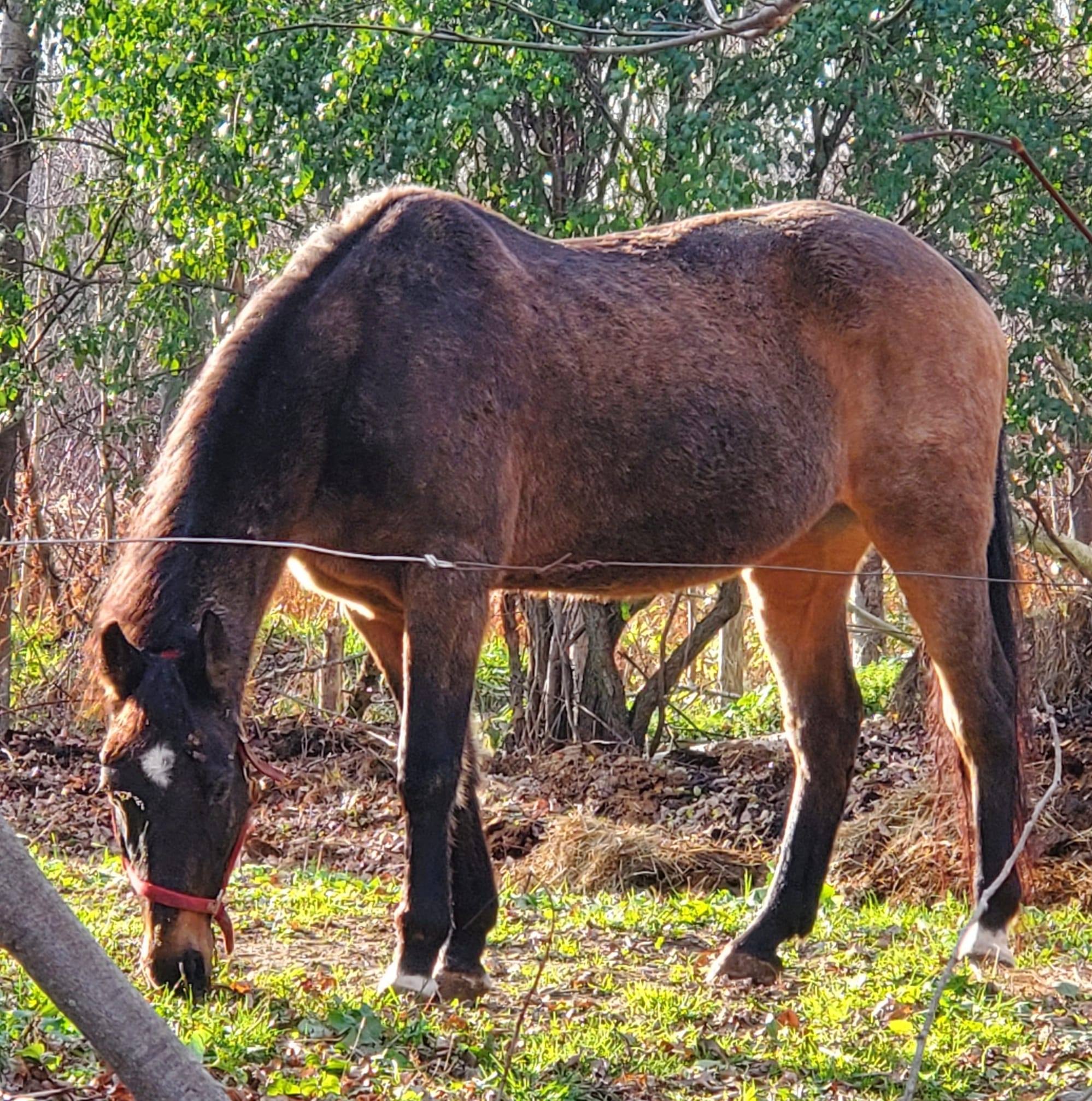 Harmony Riders | Remember our fall trail ride is comming up | Facebook