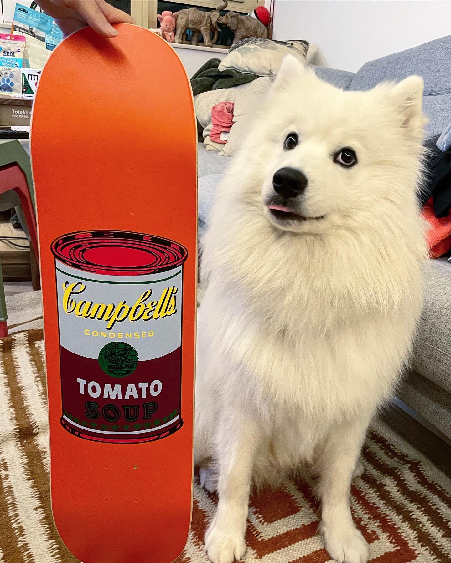 Samoyed Simbaaa - Simba好驚人踩滑板！但係就咁滑板又唔驚😂 @slowwalkerjd... | Facebook