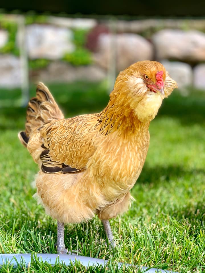 Chicken - Spesial Promo Akhir Tahun !! Setiap pemesanan melalui ...