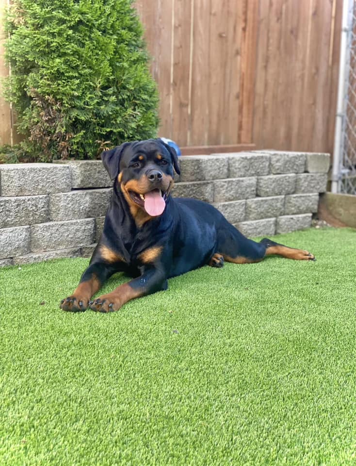 Chacon Rottweilers | Bonney Lake WA