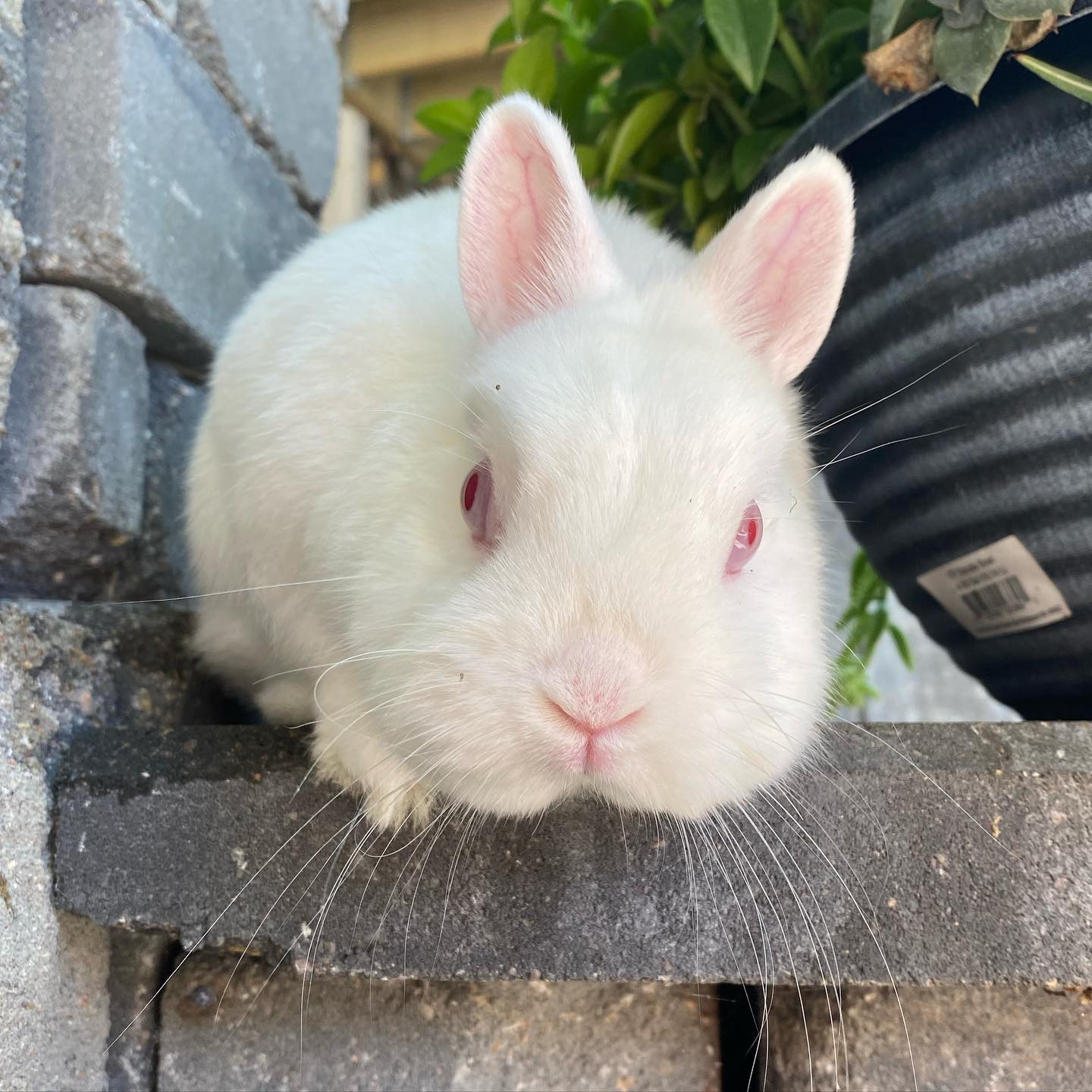 This is Norman, a... - Hops + Co. Small Animal Rescue | Facebook
