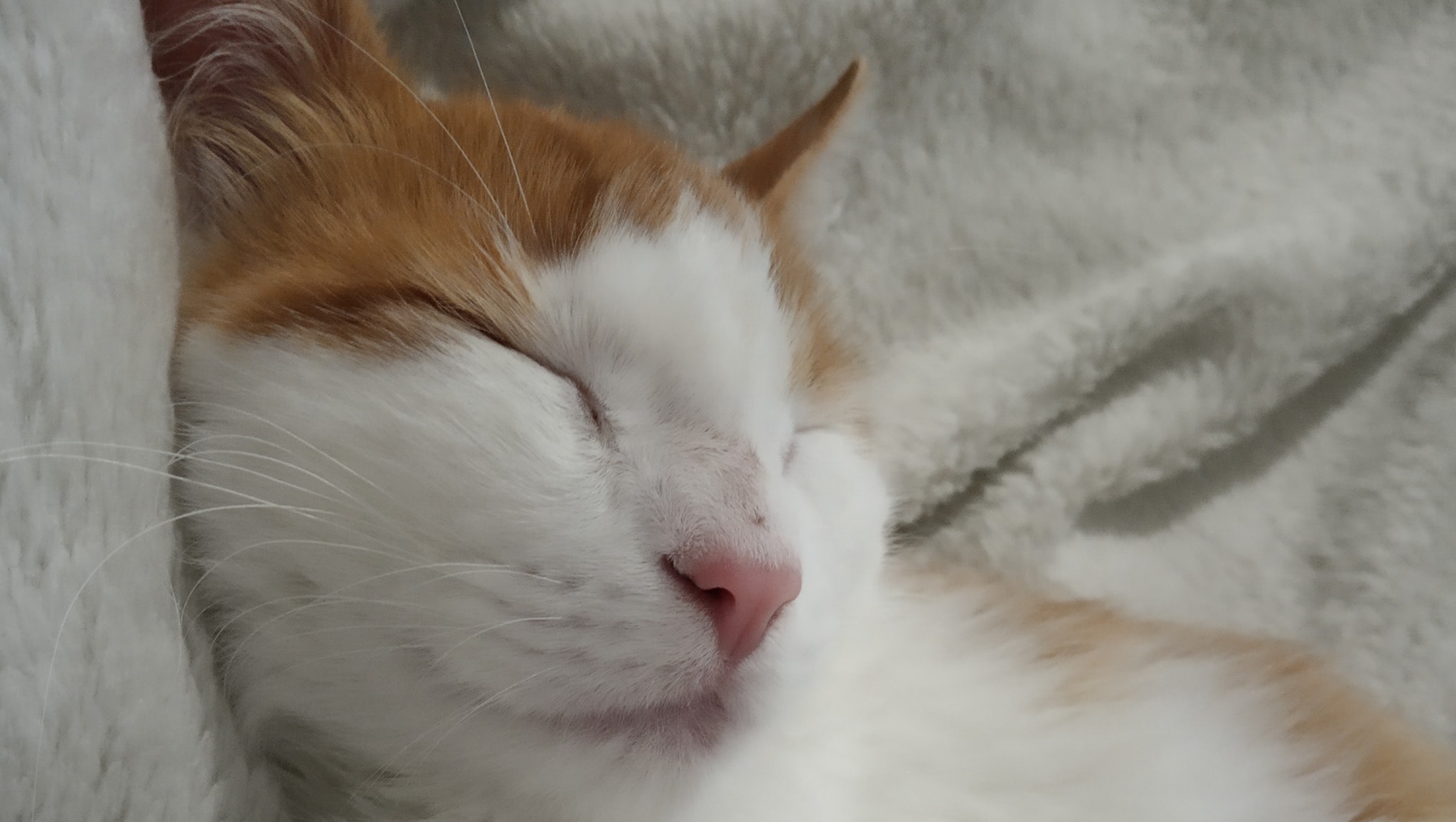 Revolución Gatuna - La Historia del Gato Sam Sabías que en la 2DA ...
