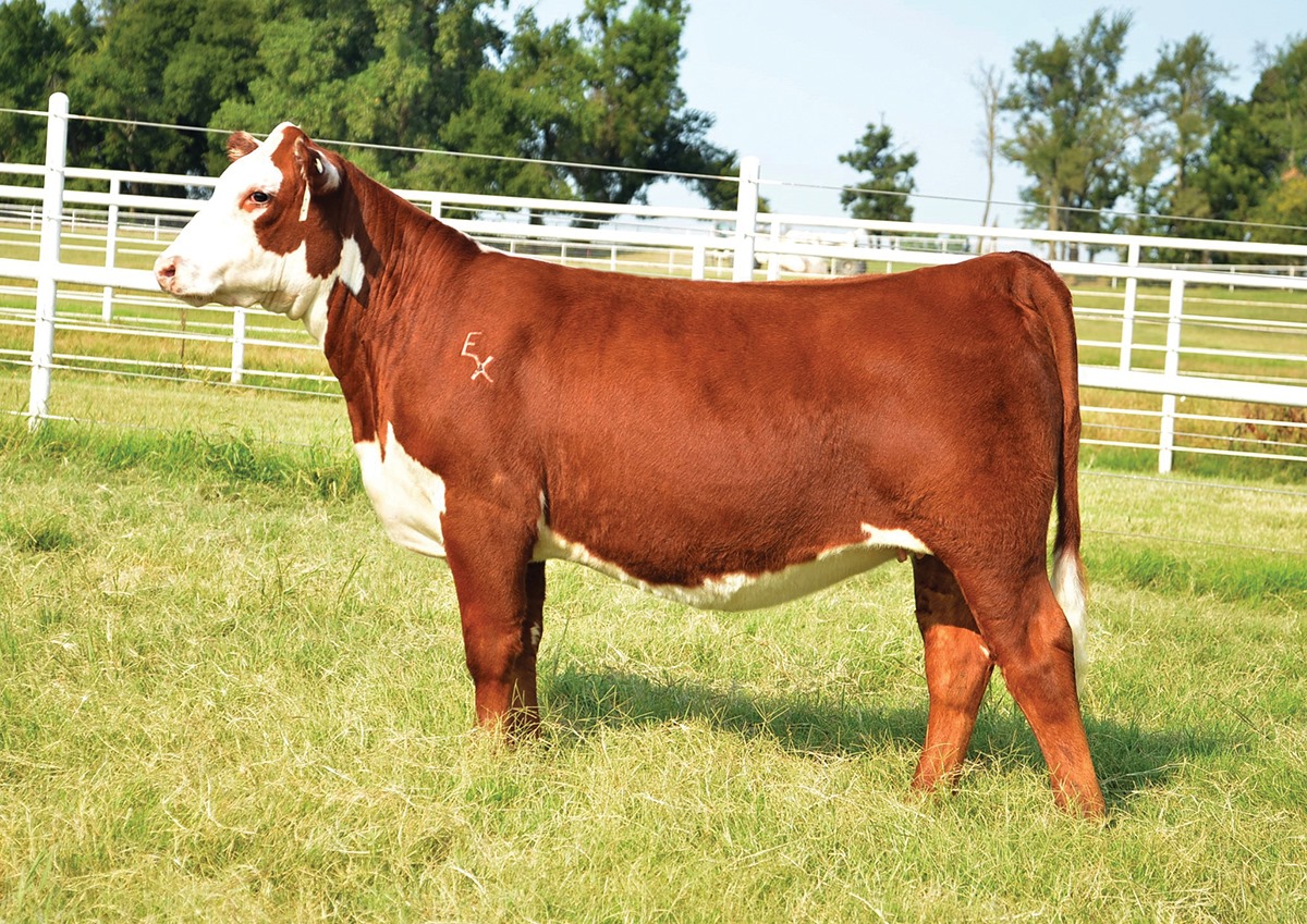 Express Ranches - L͢o͢t͢ ͢2͢ ͢-͢ ͢E͢X͢R͢ ͢D͢e͢w͢ ͢D͢r͢o͢p͢...