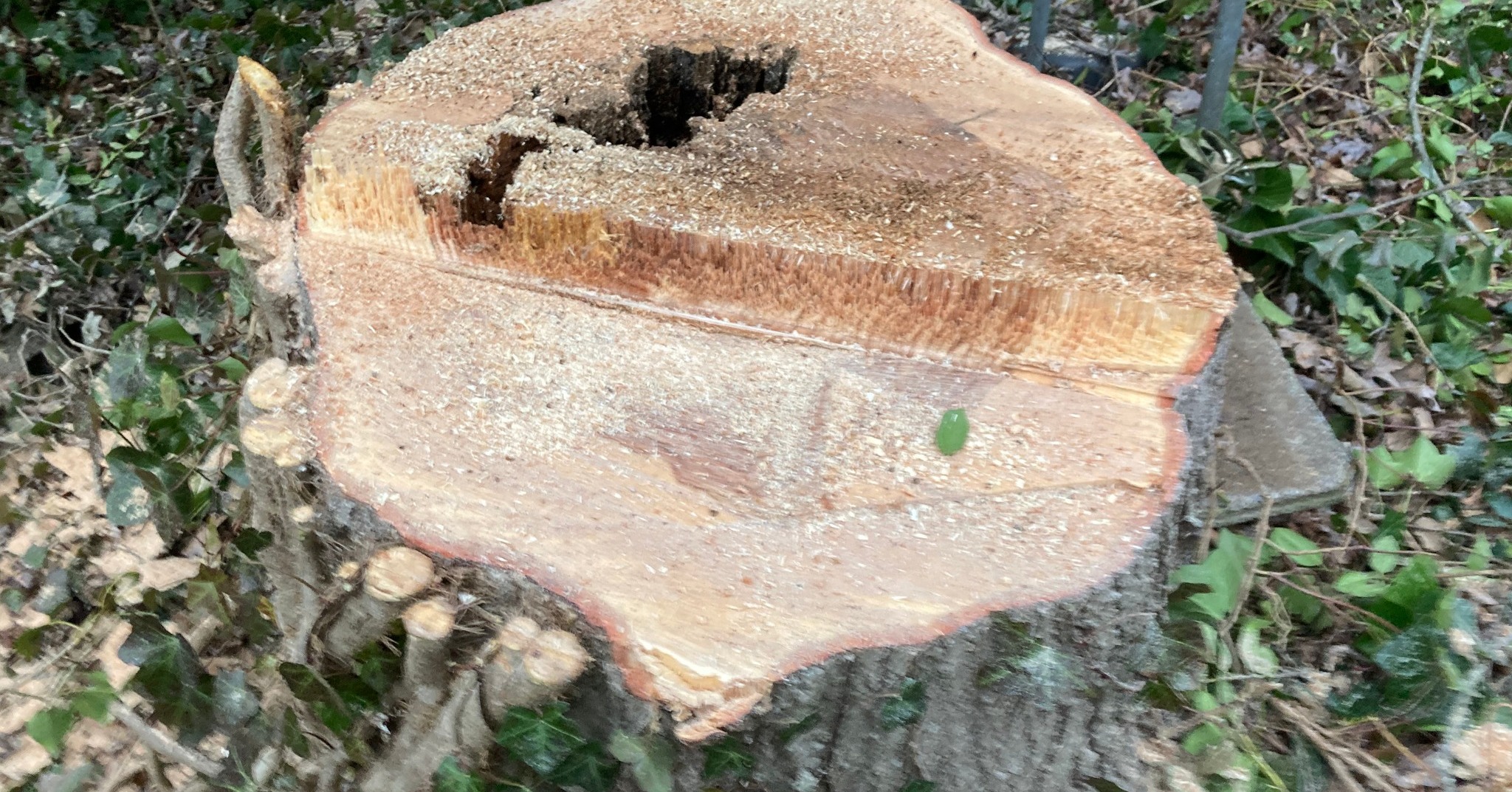Upstate Tree Care LLC | Greenville SC