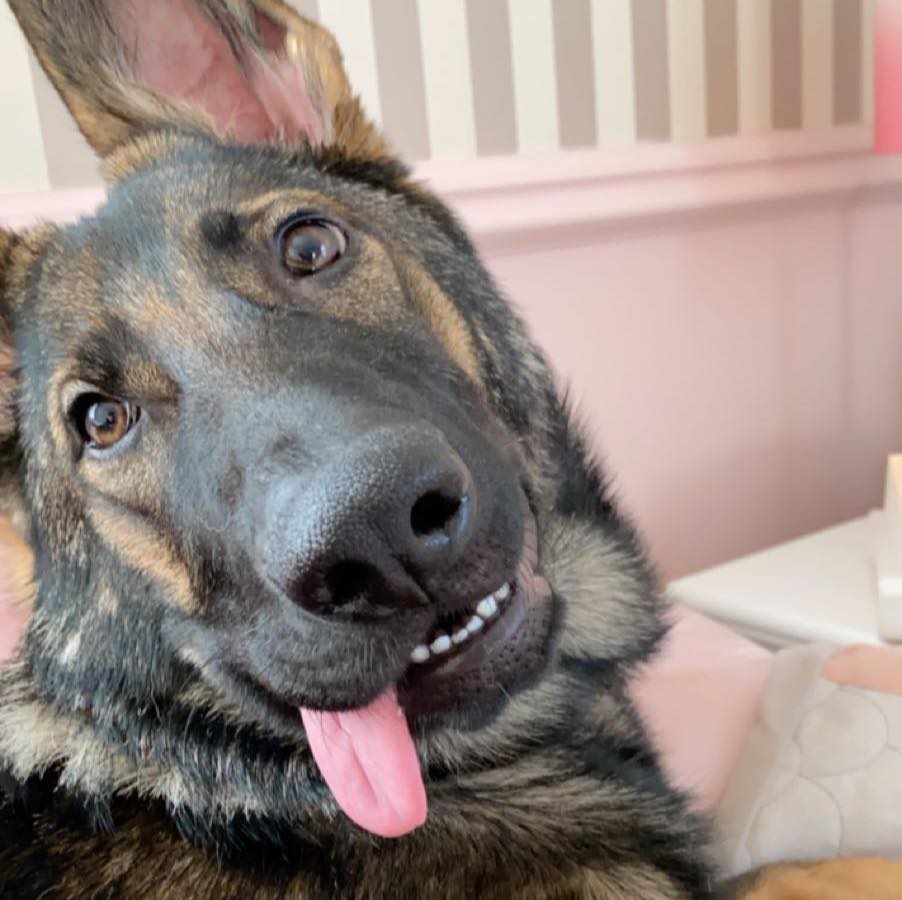 Sadie the sable shepherd