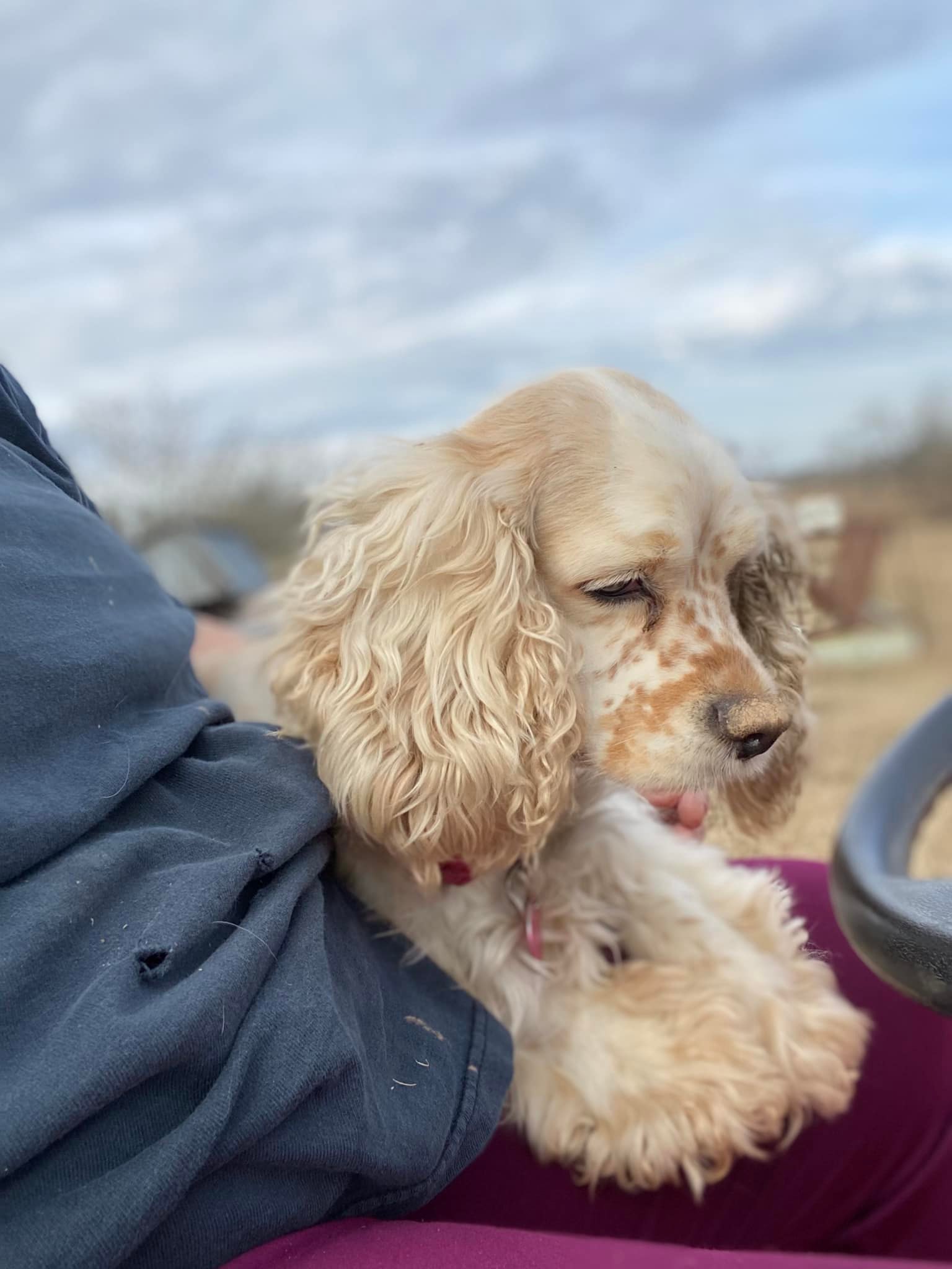 Cocker Spaniels & Maxi Cockapoos of Southeast Oklahoma