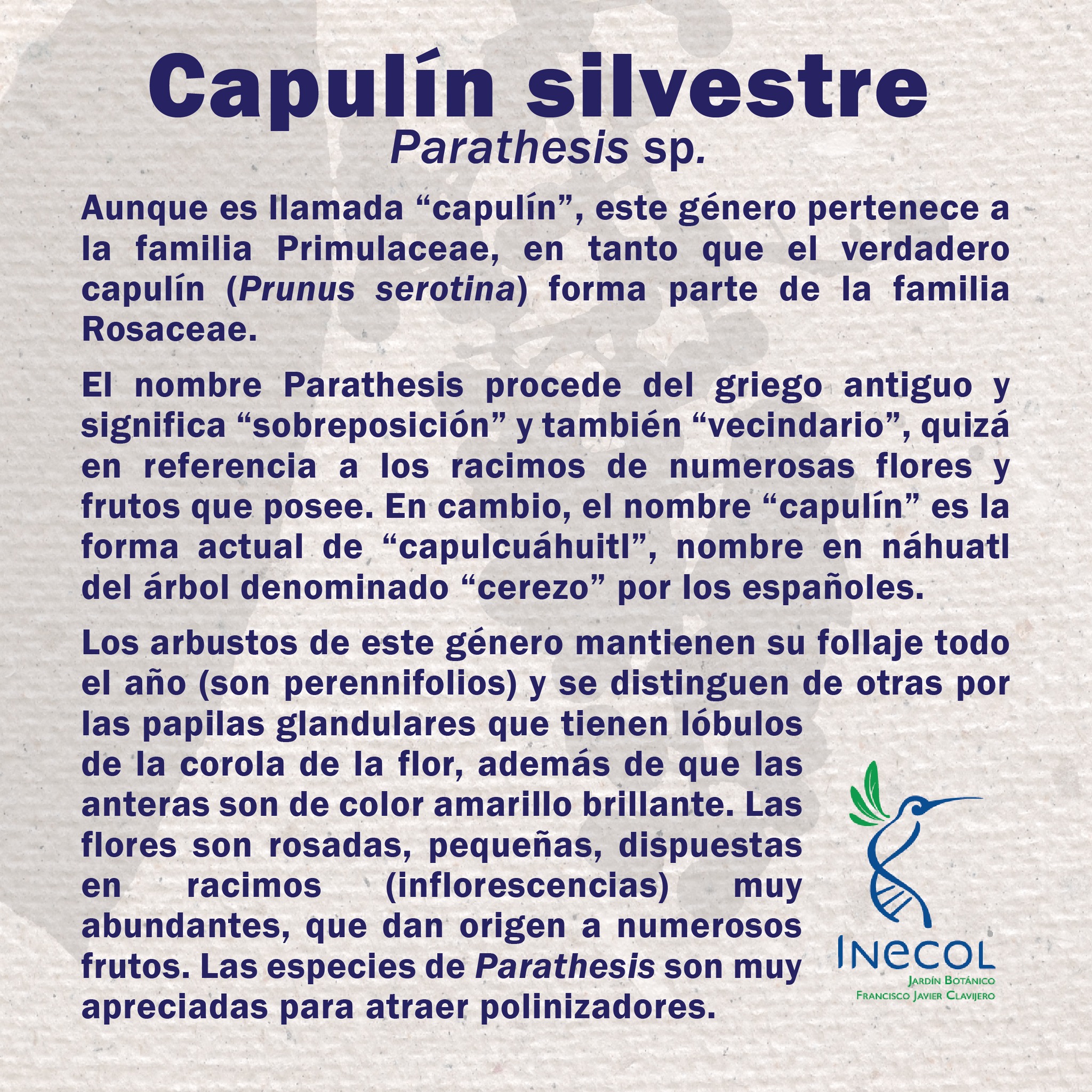 Conoce el capulín silvestre... - Jardín Botánico Clavijero | Facebook
