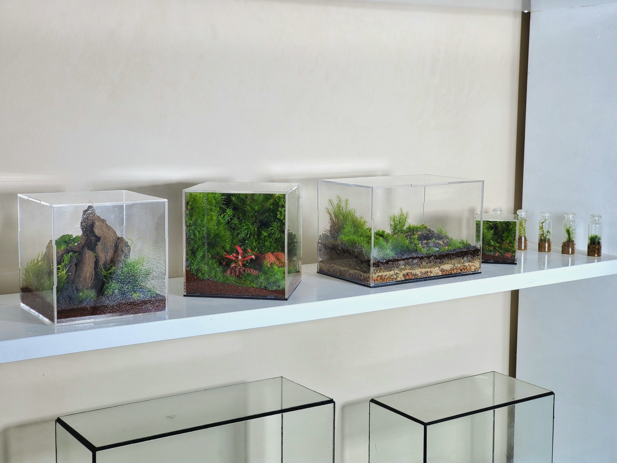 Một góc trưng bày tại... - The Rare Rium - Plant & Moss Art