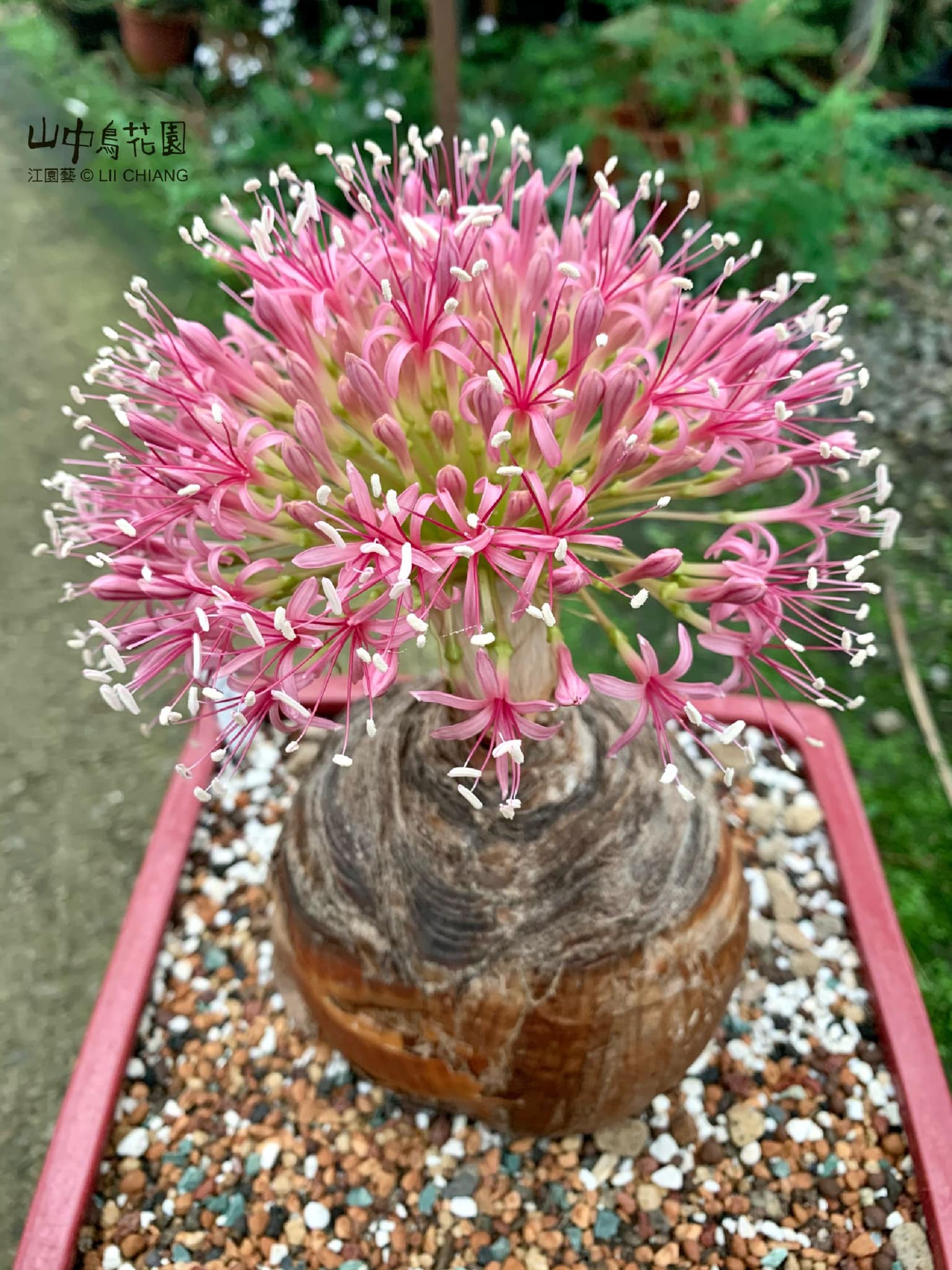 山中鳥花園 江園藝 颱風前抵達到家發現布風花開了邊卸貨邊欣賞 目前涼風小雨感恩台南朋友支持 小弟花園加緊趕工接下來應該是高雄見 確定馬上公布嘿