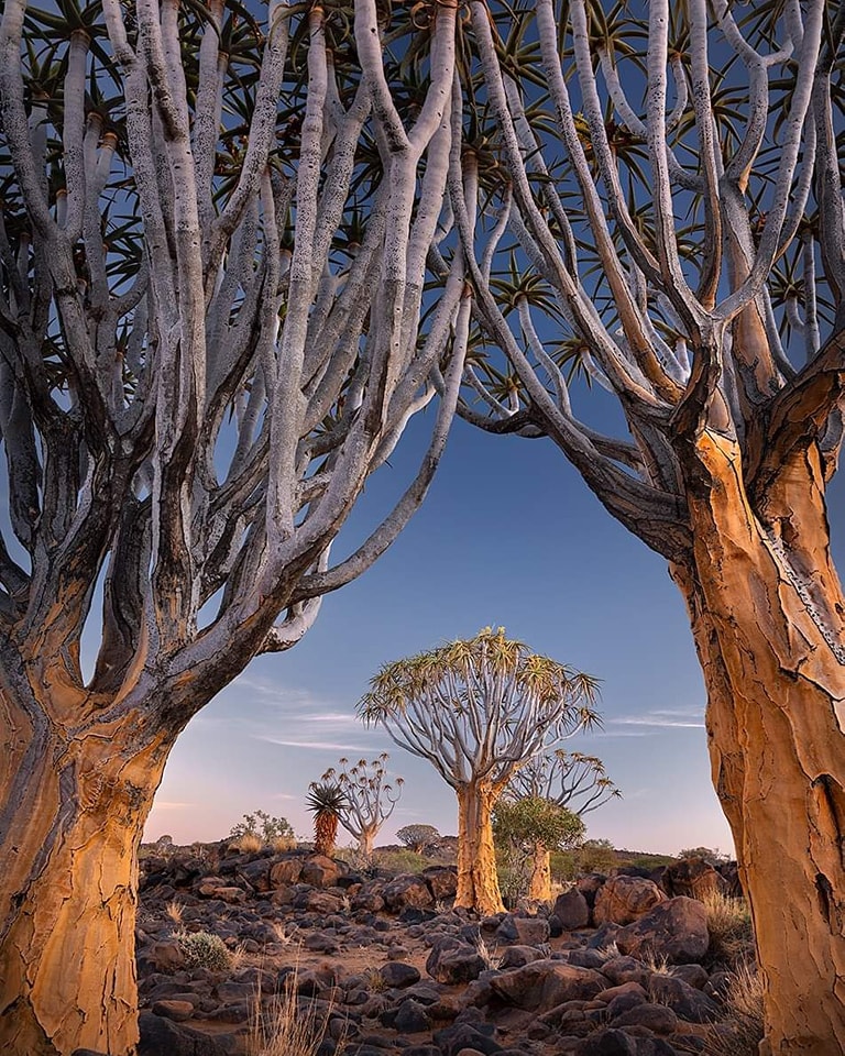 Aloe blooms painting Namibia's landscape red and orange