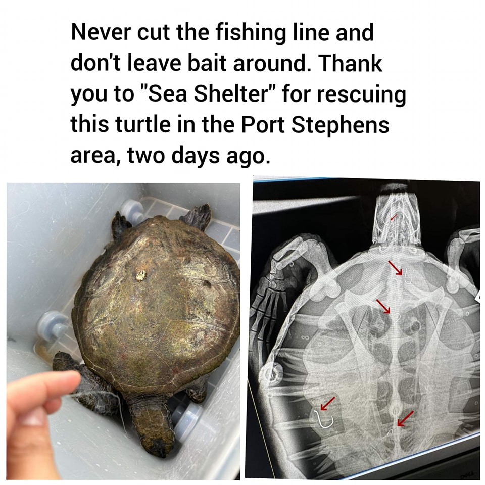 catch snapping turtke on fishing hook Turtle 6pack for Smooth Softshell Turtle Apalone Mutica Florida Softshell Turtle Brazilian Turtle Catfish Alligator Turtle Sports, Fitness & Outdoors Easy to Catch, Tasty on