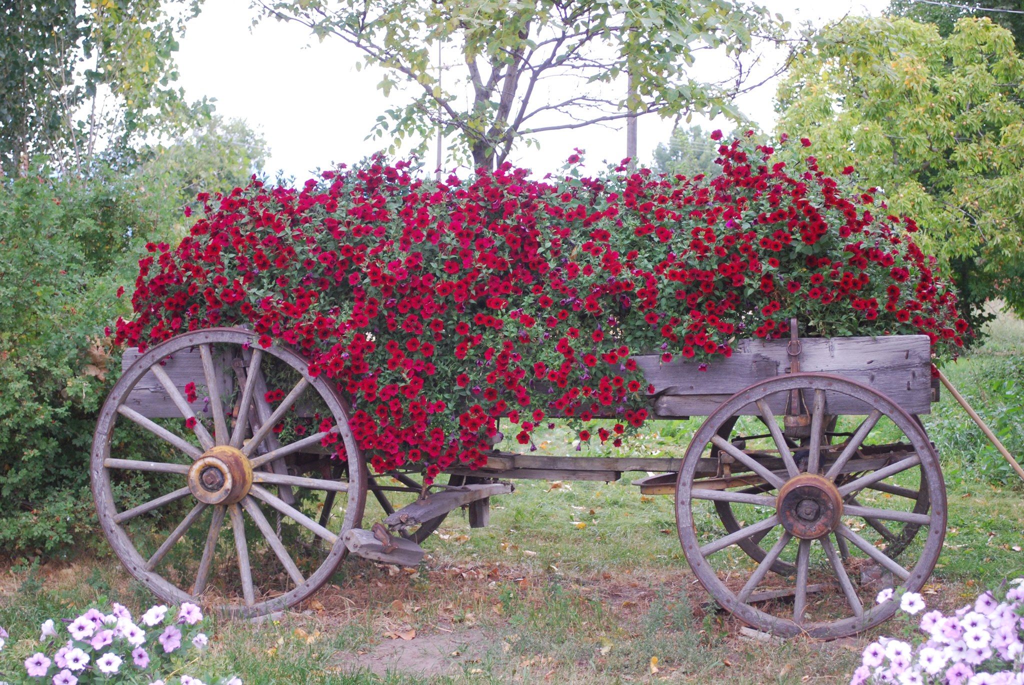 Good morning, Bitter Rooters! It’s... - Ravalli County Museum | Facebook