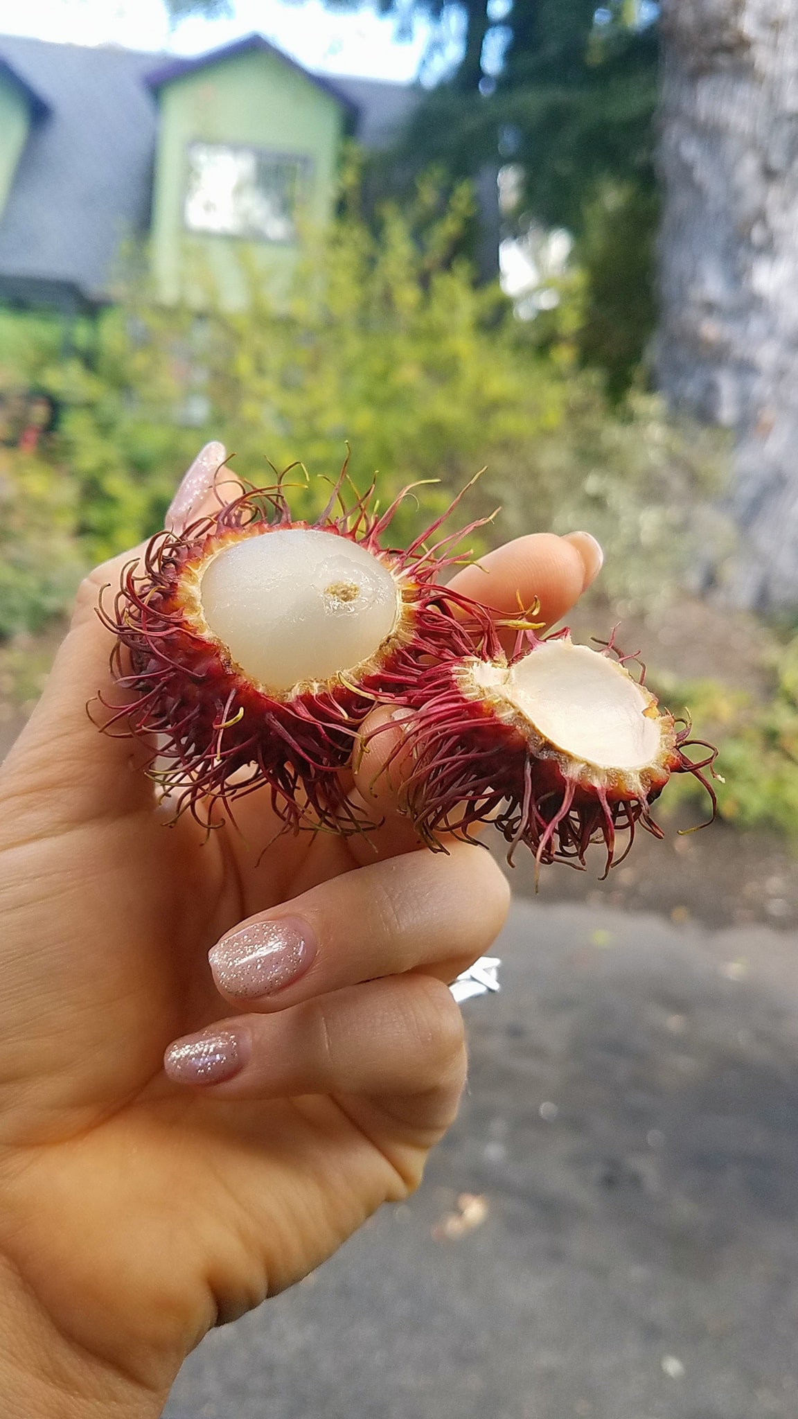 maramフルーツ maram様専用フルーツ maramフルーツ やっと食べた、つやつやプルプルの