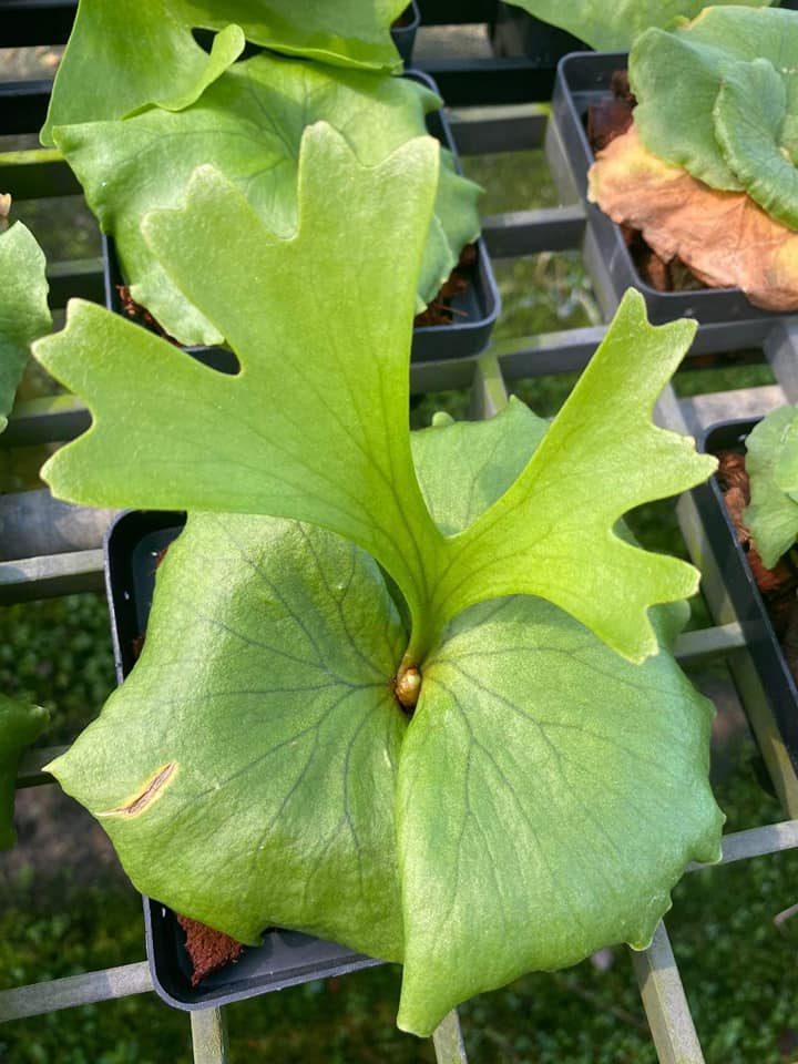 SOLD❌ Platycerium ridleyi 'Pakarang' One of the super narrow type