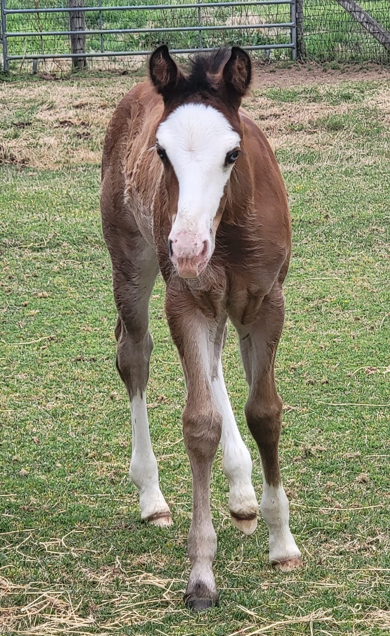 The Virtual Ranch | Valley View TX