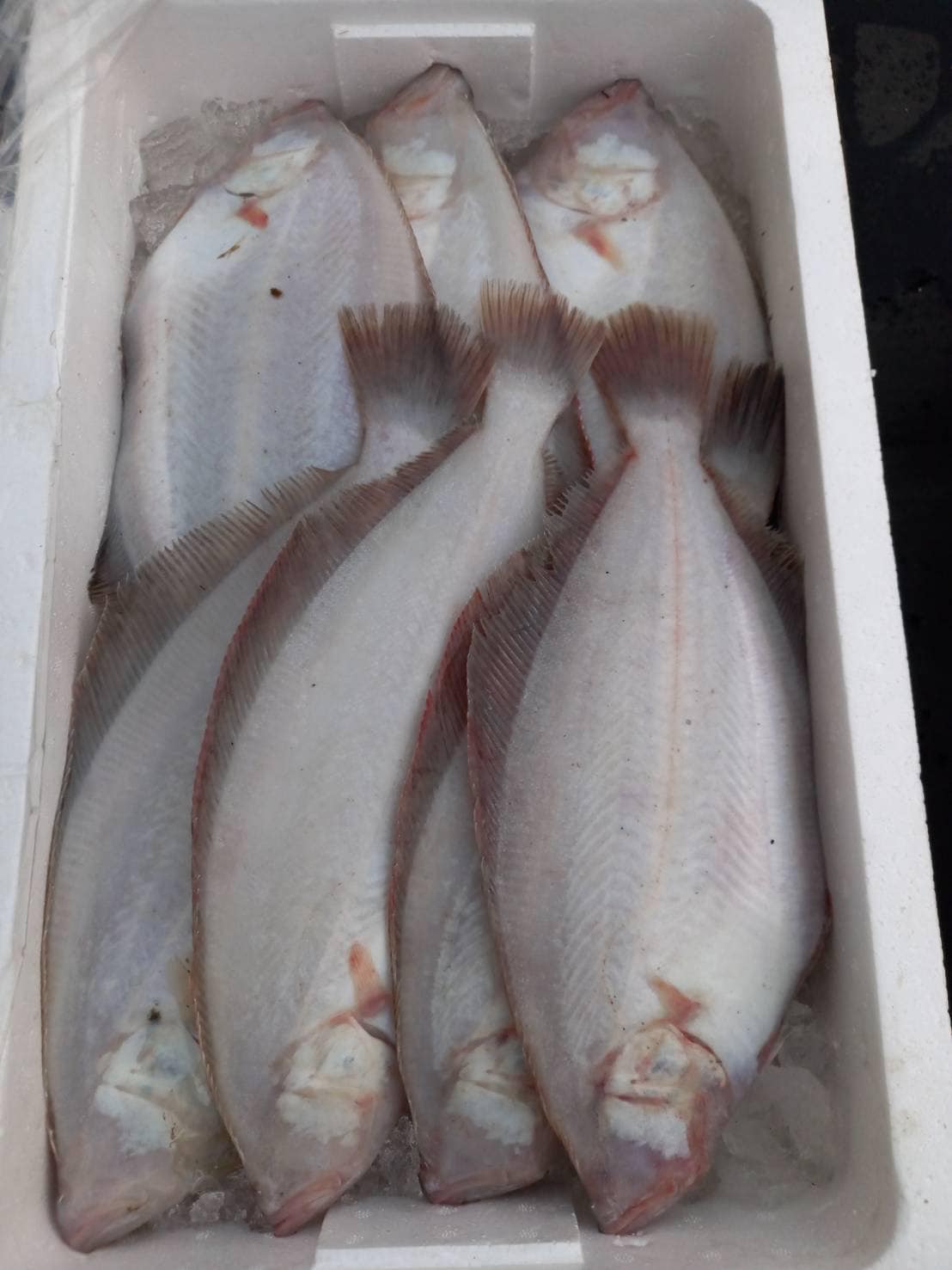 海鮮焼き浜心 旬のニシはいかがですか このあたりではニシとかニナ貝と呼びますが正式名称はシッタカ貝といいます おつ Facebook