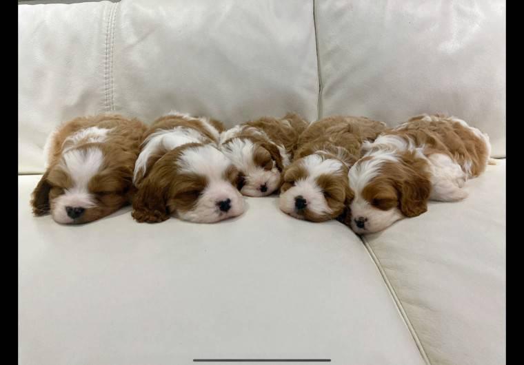 Cavapoo Home