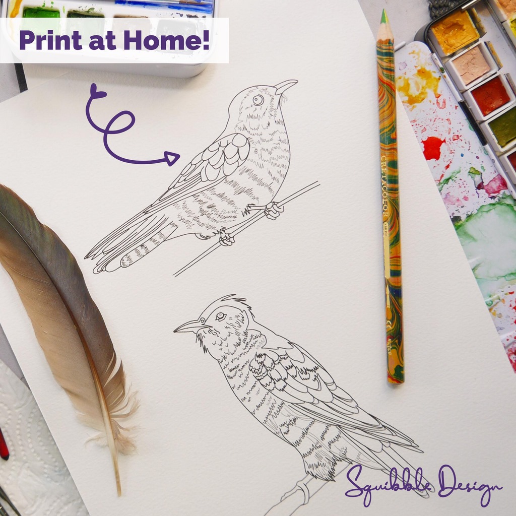 Squibble Design - The shining cuckoo colouring pages are...