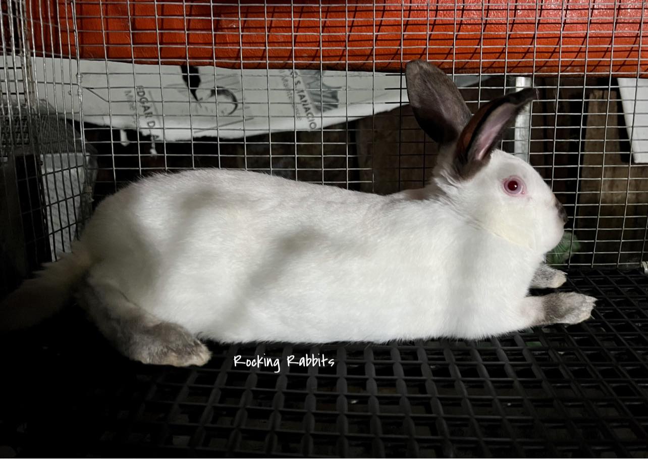 Rocking Rabbits