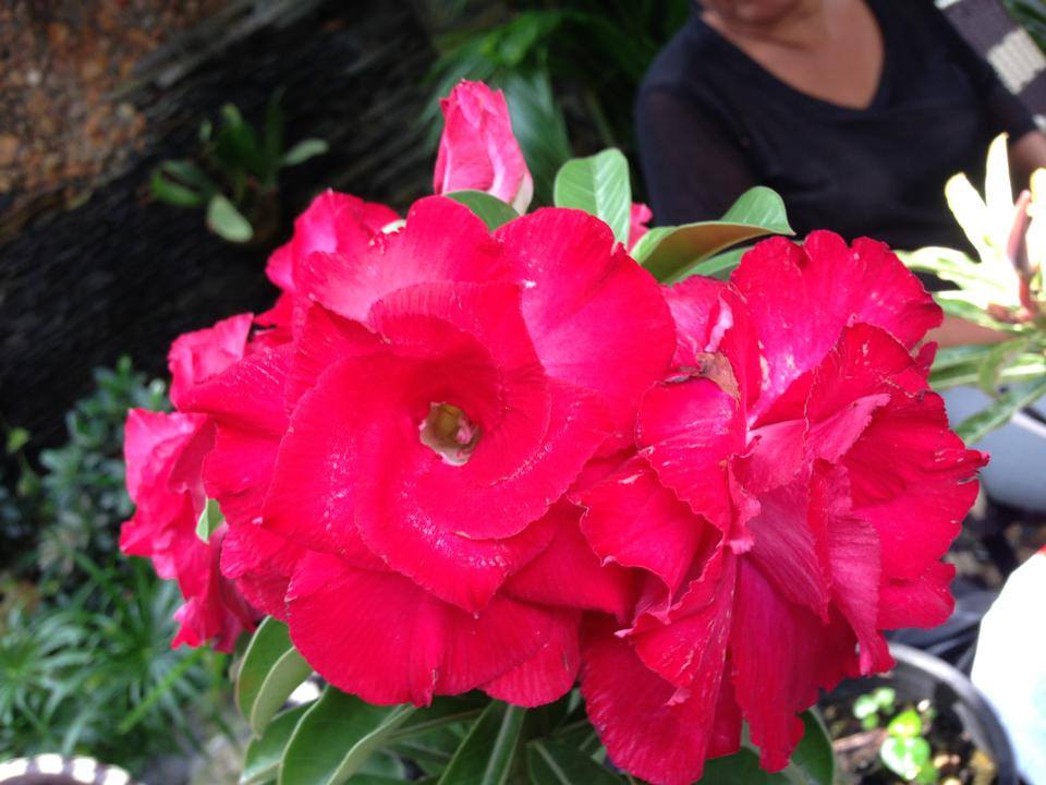 Davao Adenium Philippines... - Davao Adenium Philippines