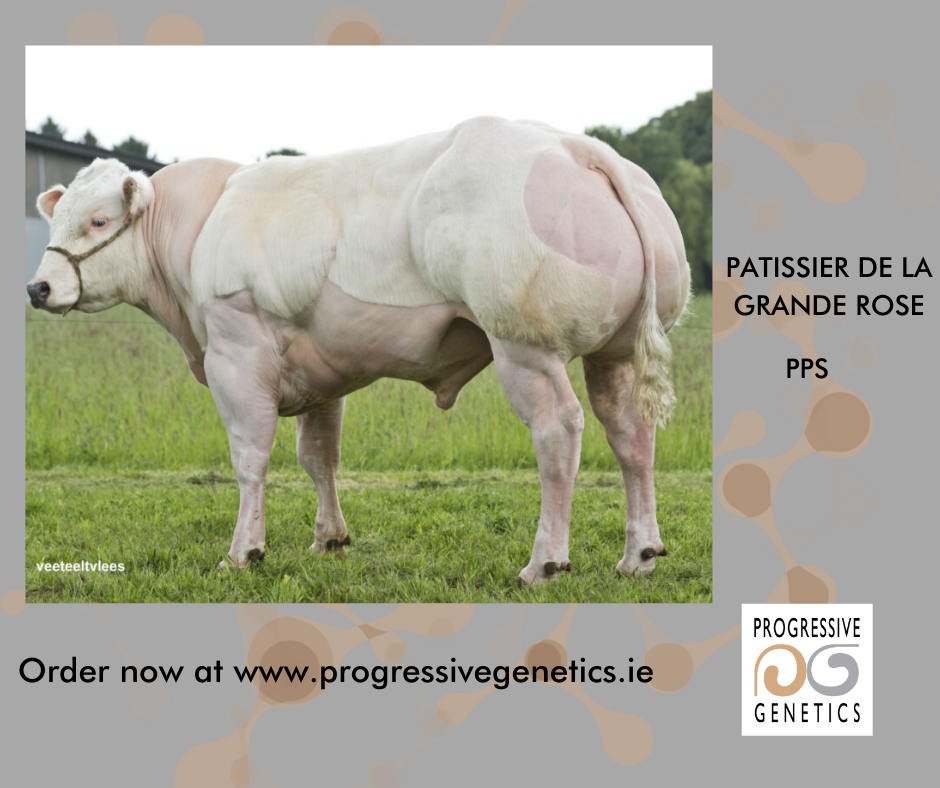 PATISSIER DE LA GRANDE ROSE (PPS)... - Progressive Genetics