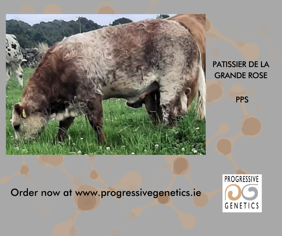 PATISSIER DE LA GRANDE ROSE (PPS)... - Progressive Genetics