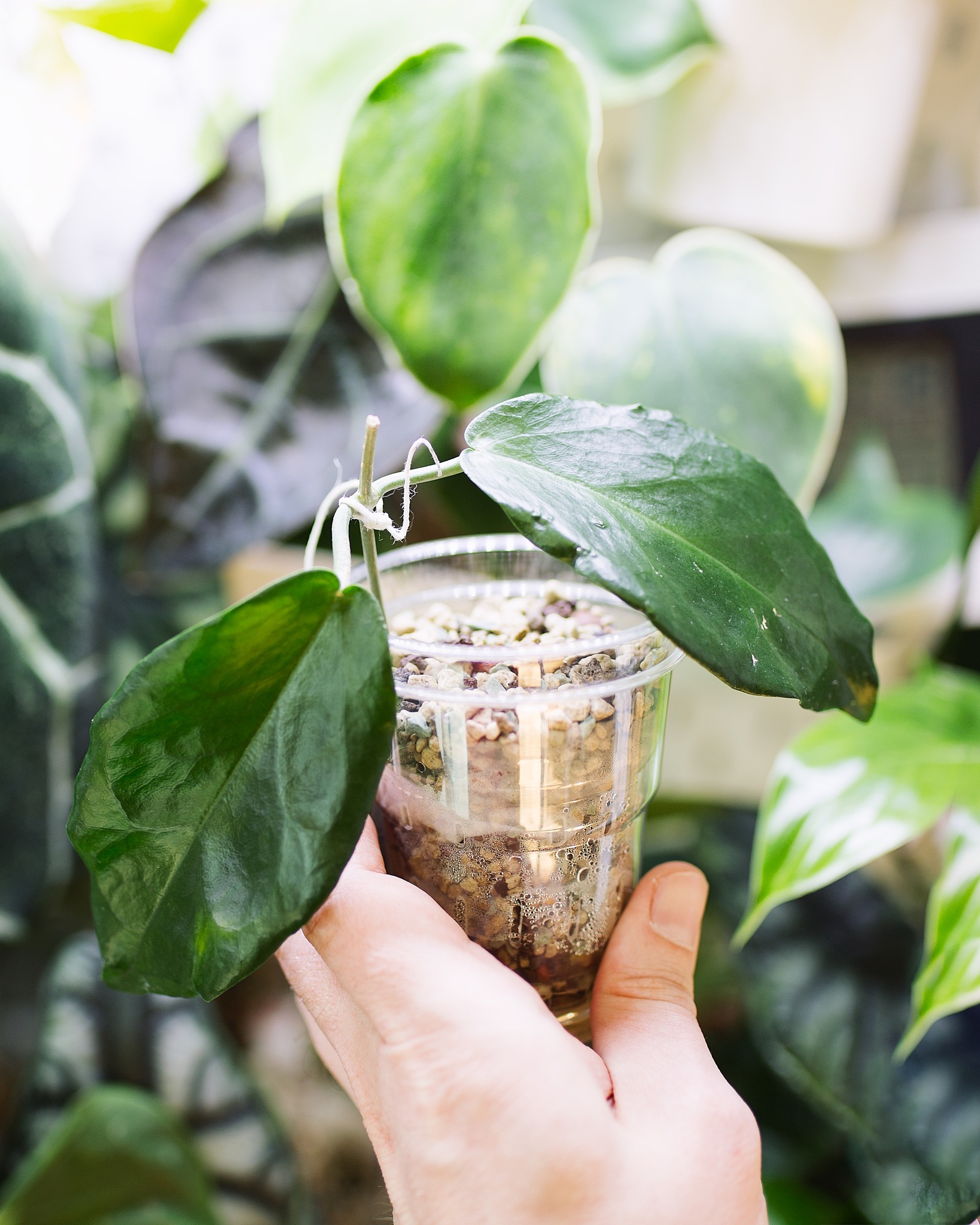 Hoya macgillivrayi 'Mount Tozer' 🌱 ---... - My green monsters