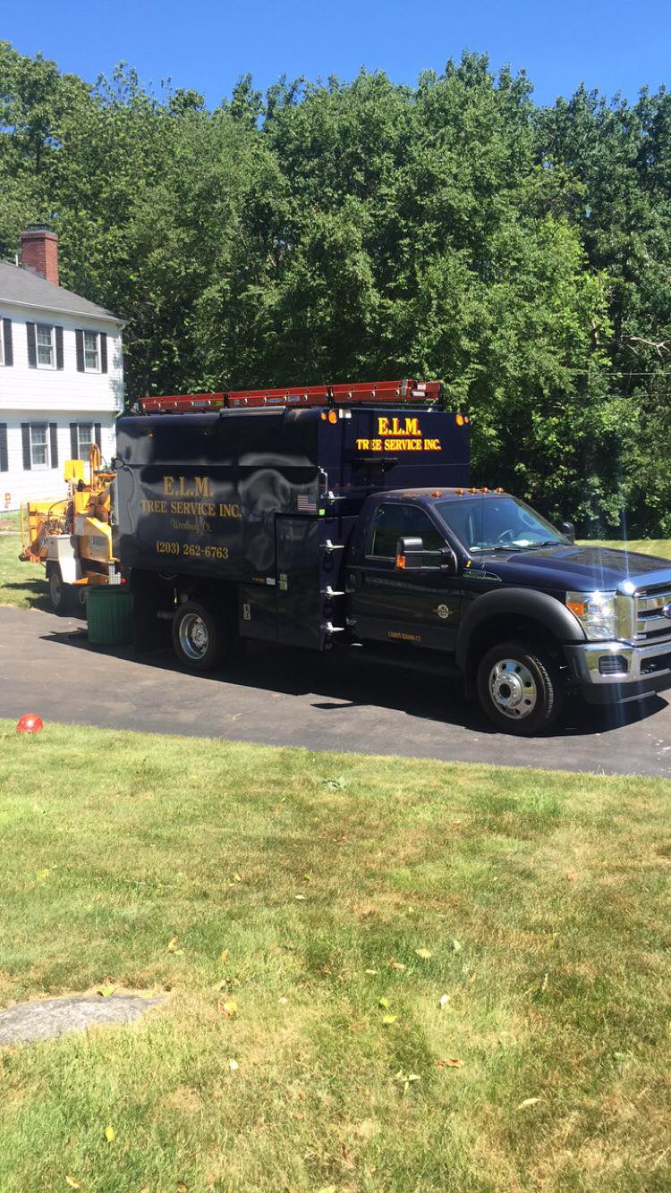 ELM Tree Service | Woodbury CT