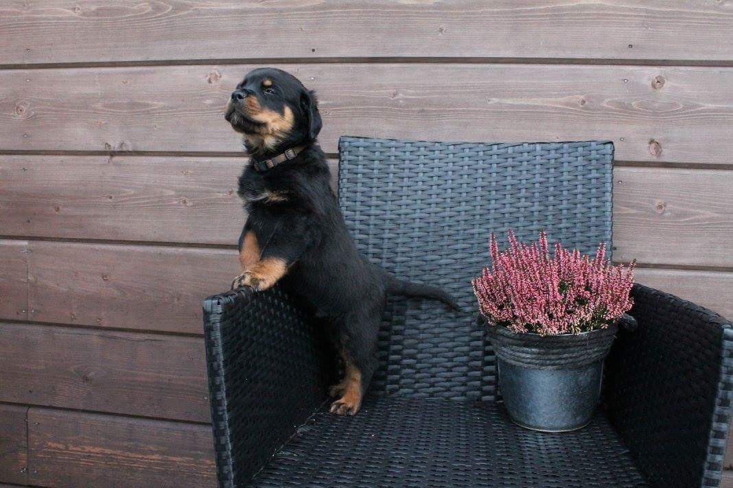 Rottweilereiden erikoisnäyttely - Finnish Rottweiler special show 2024 ...