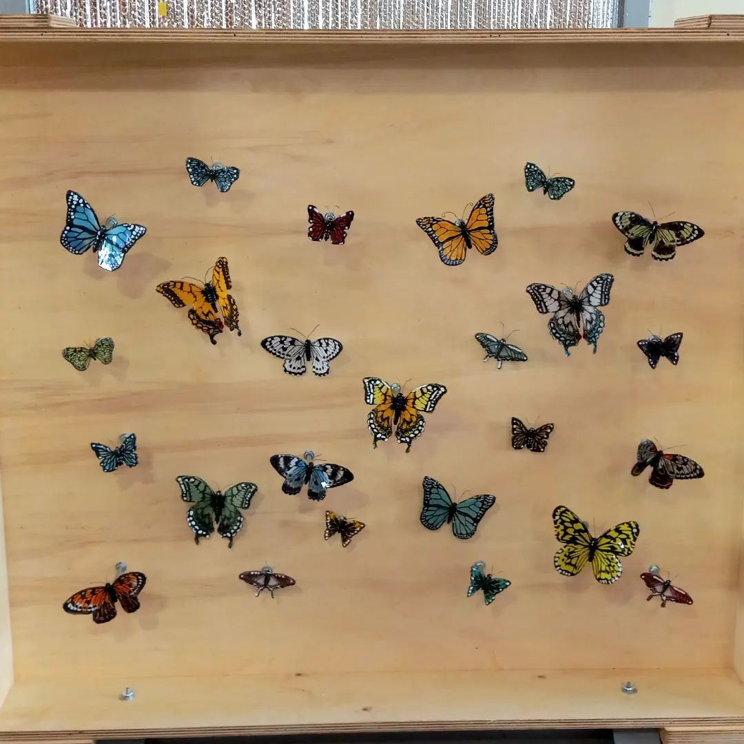 Our newest butterfly display! Shadowbox... - Barb Byrne Glass | Facebook