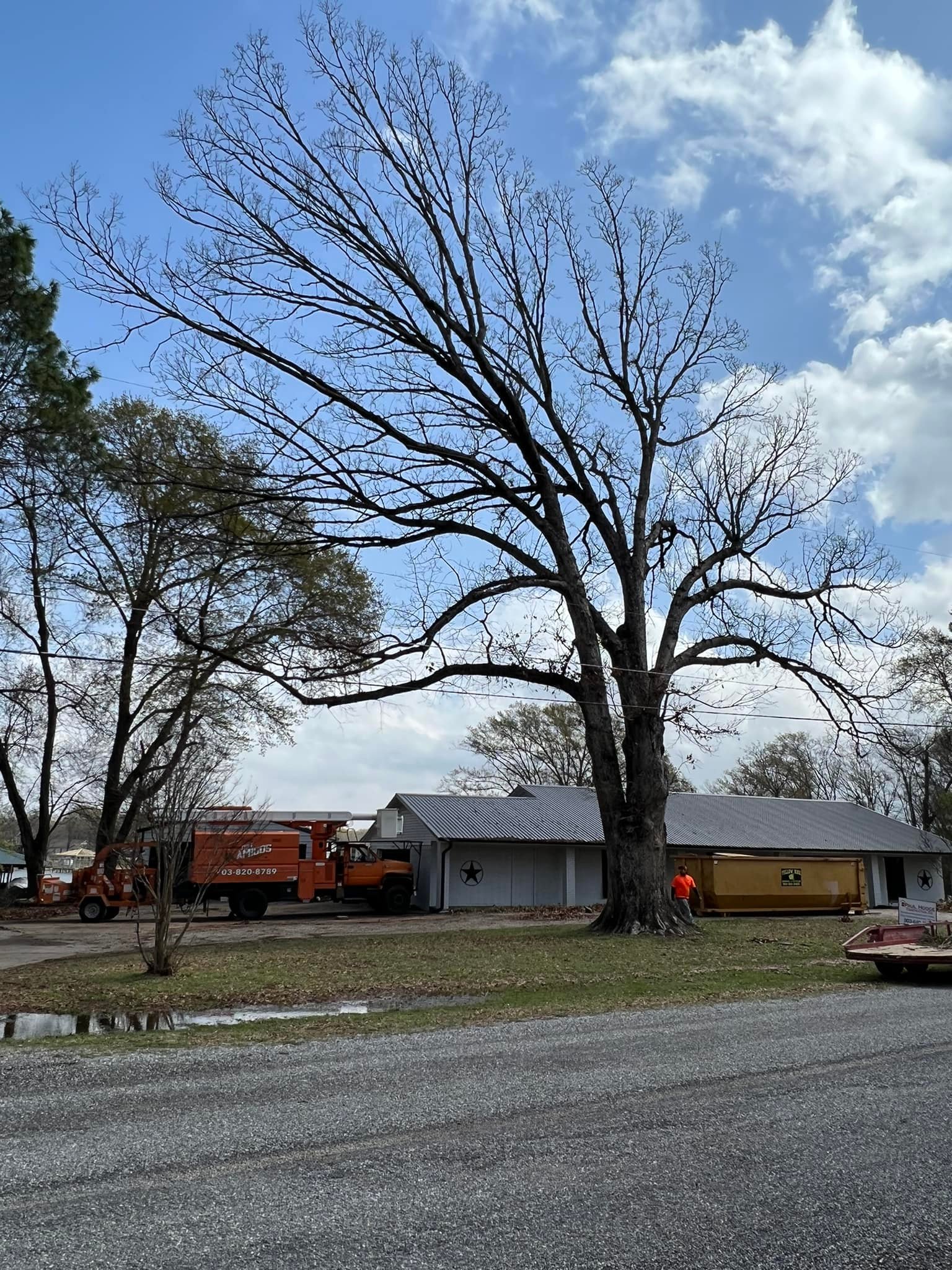 Complete Tree Removals,... - Tree Amigos Tree Services | Facebook