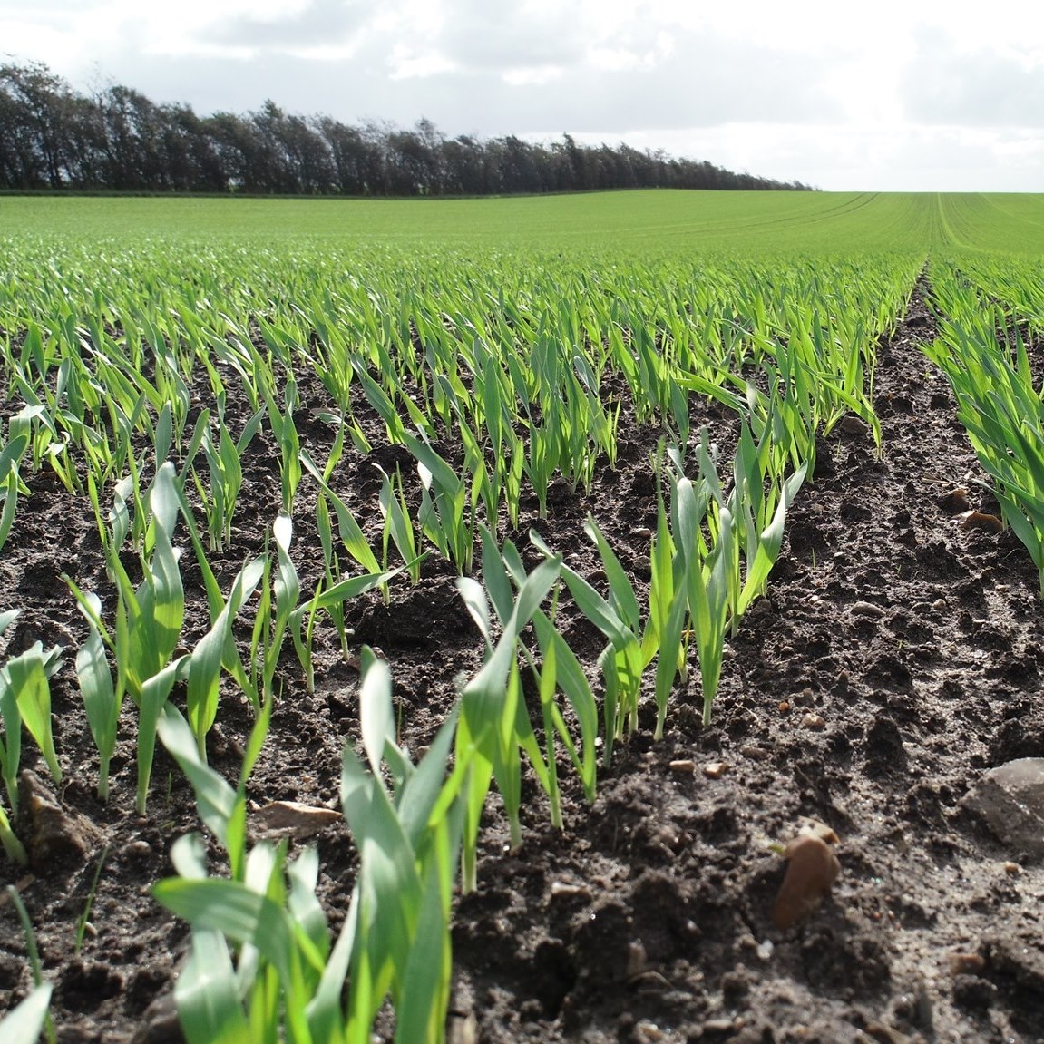 Vestjyllands Andel Agroline... - Vestjyllands Andel Agroline