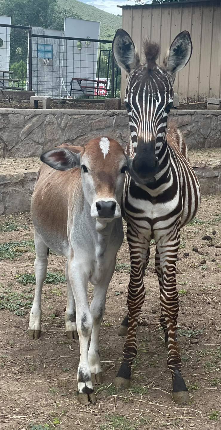 Runyan Ranches - When your belly matches your best friends...