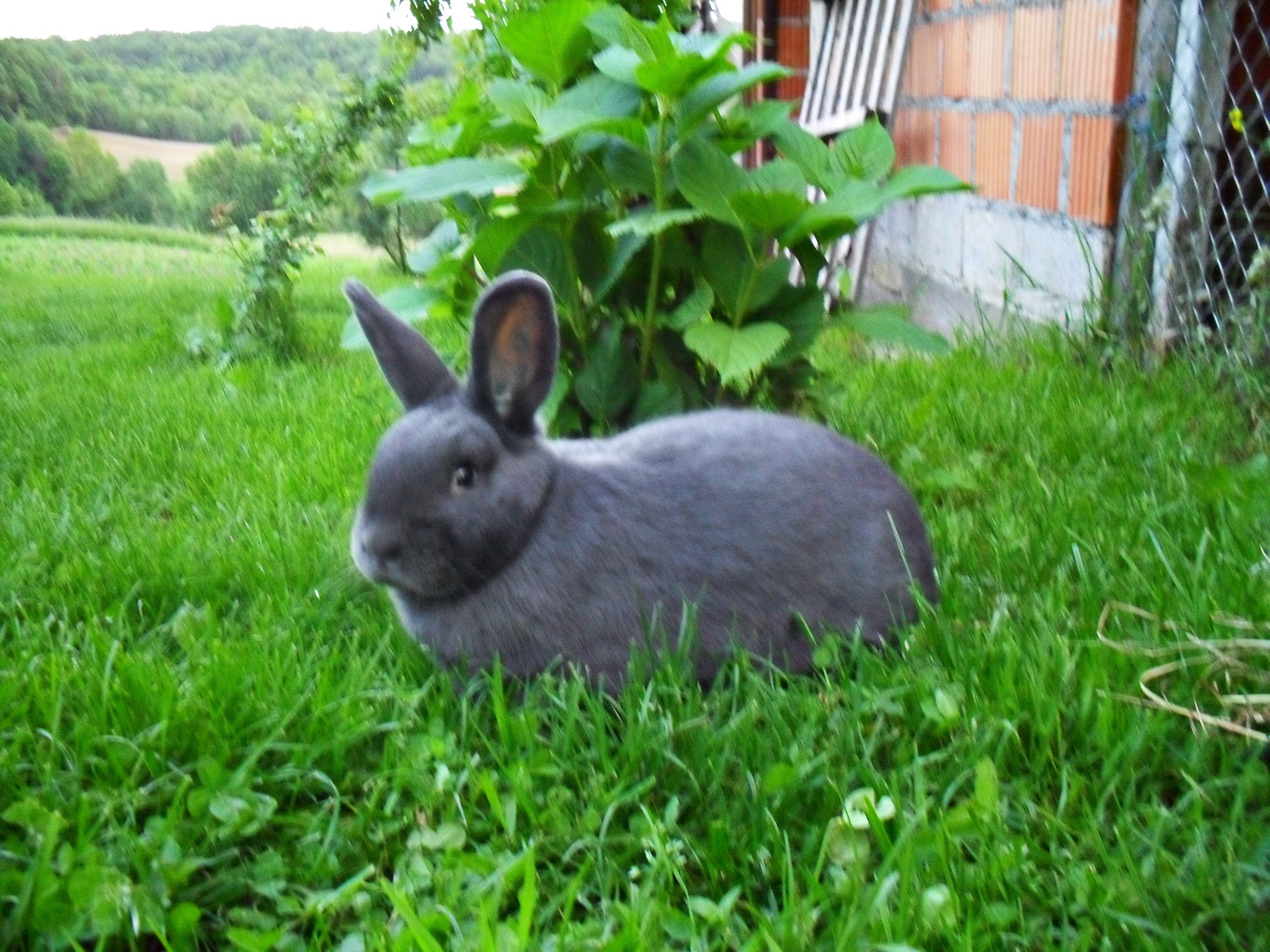 Kunići