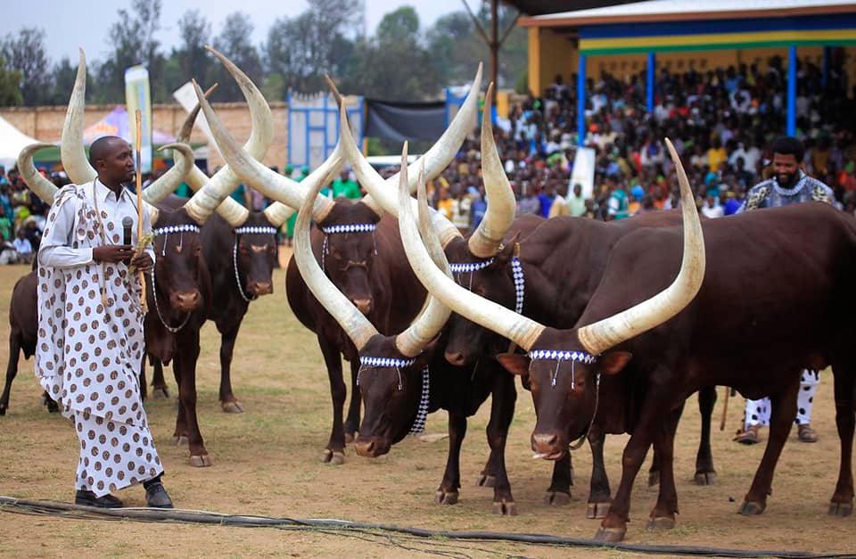 Did you know meaning of Inyambo... - Wildlife Tours - Rwanda | Facebook