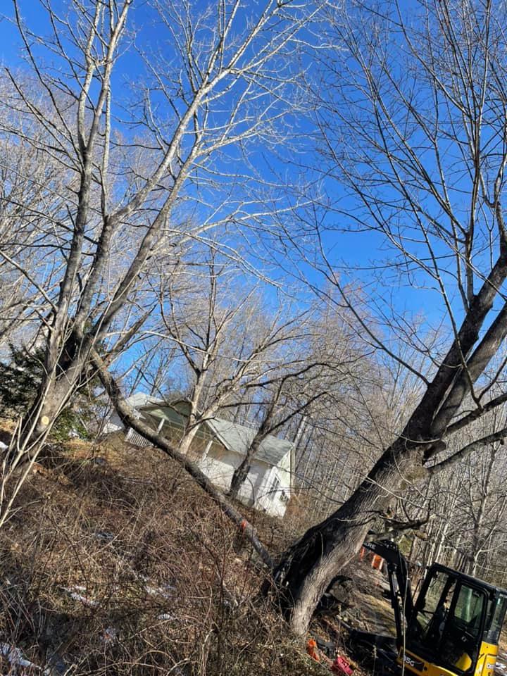 Asheville Tree Ninja LLC | Asheville NC