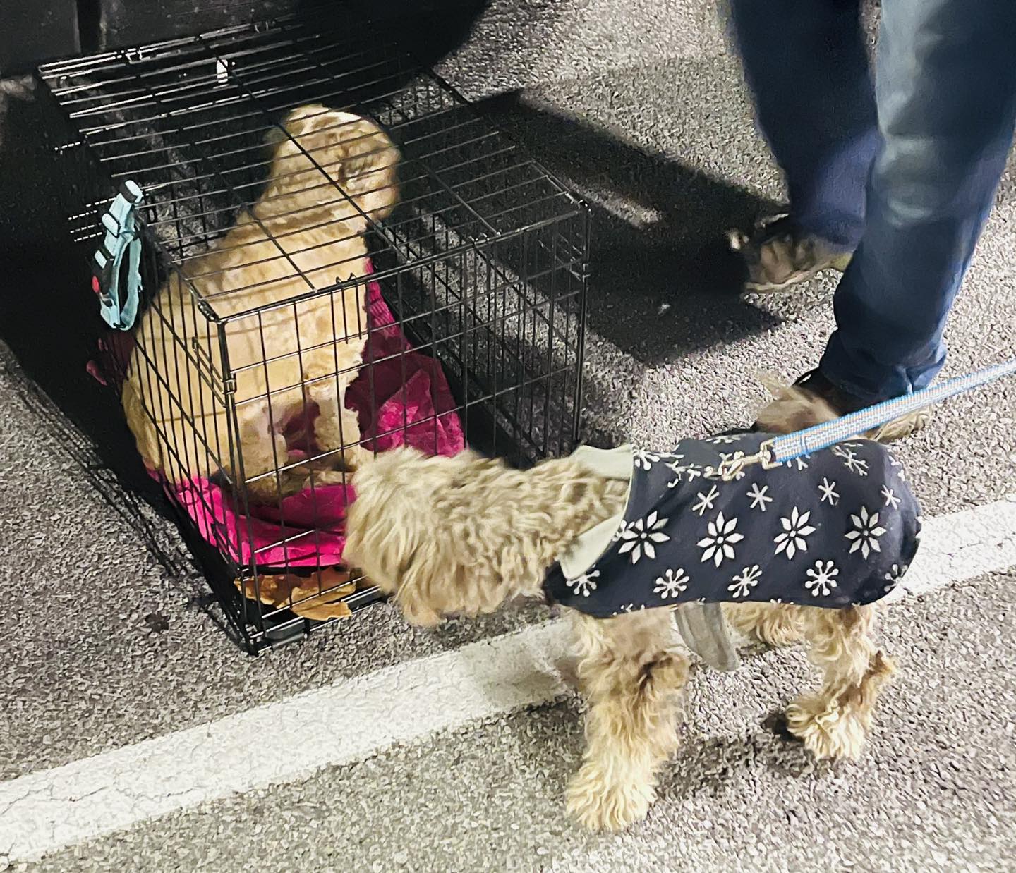 Freedom Riders - A Volunteer Based Group for Transporting ACC Dogs ...