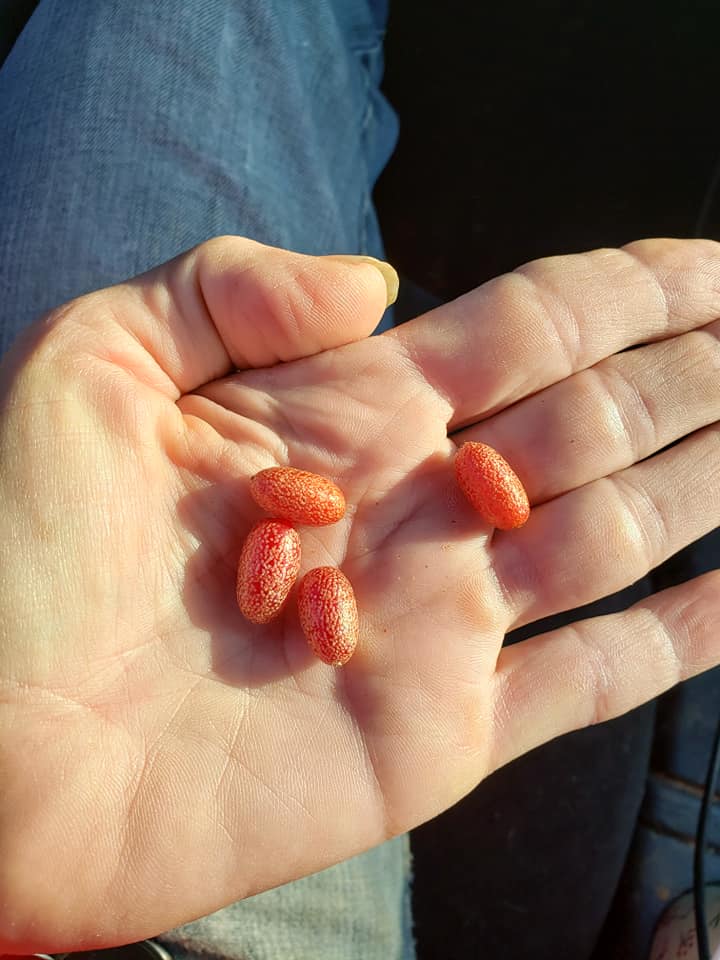 What is the bush with berries on the side of the highway?