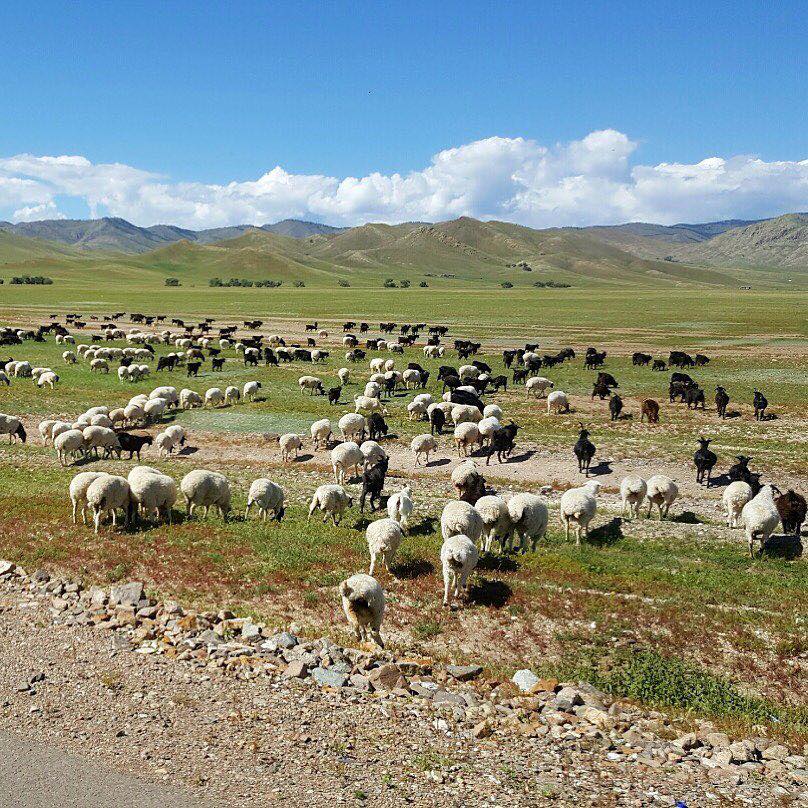 🐰 하늘, 구름, 초원, 여러마리의 동물들,, 단 몇가지의... - Bunny Tour Mongolia