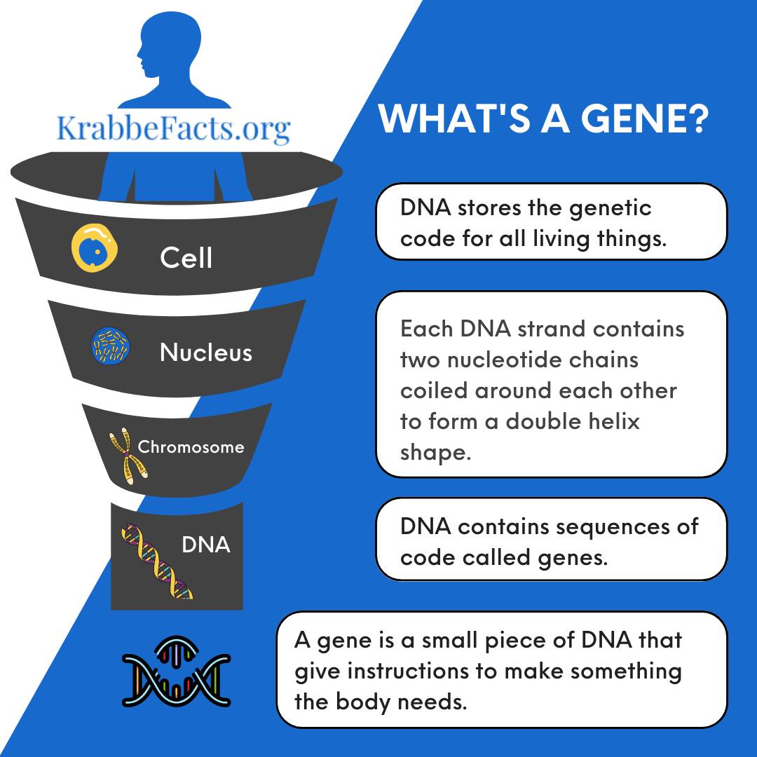 Krabbe - What’s a gene and how is it different from DNA? Well DNA—or ...
