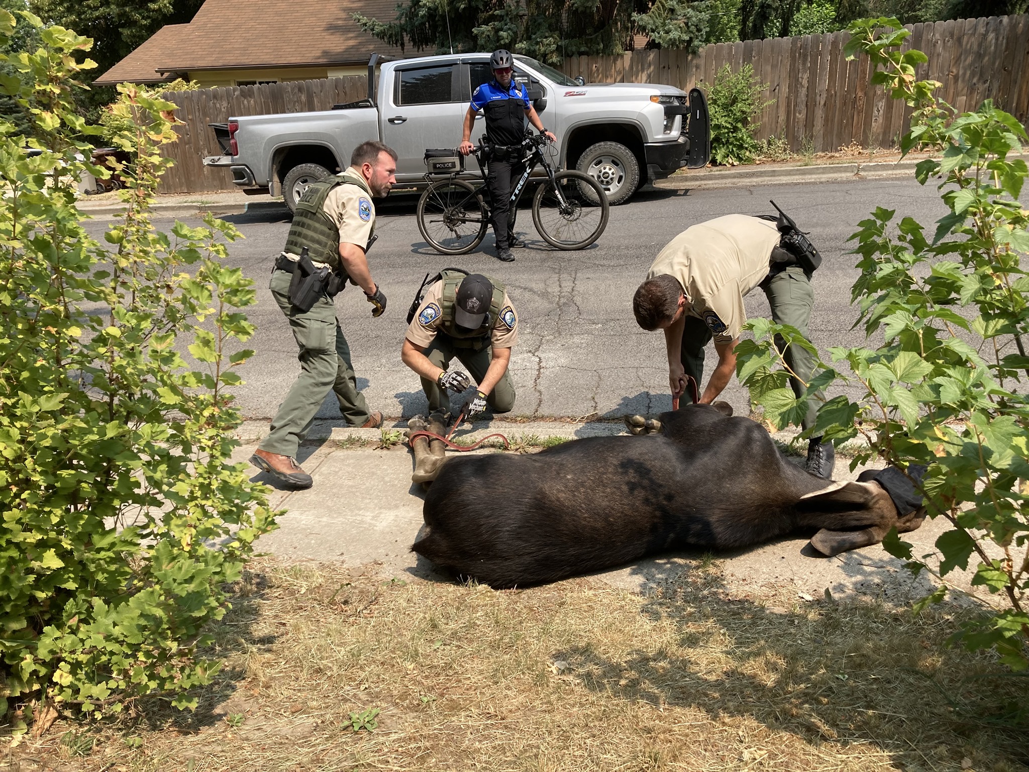 We are happy to share... - City of Pullman Police Department | Facebook