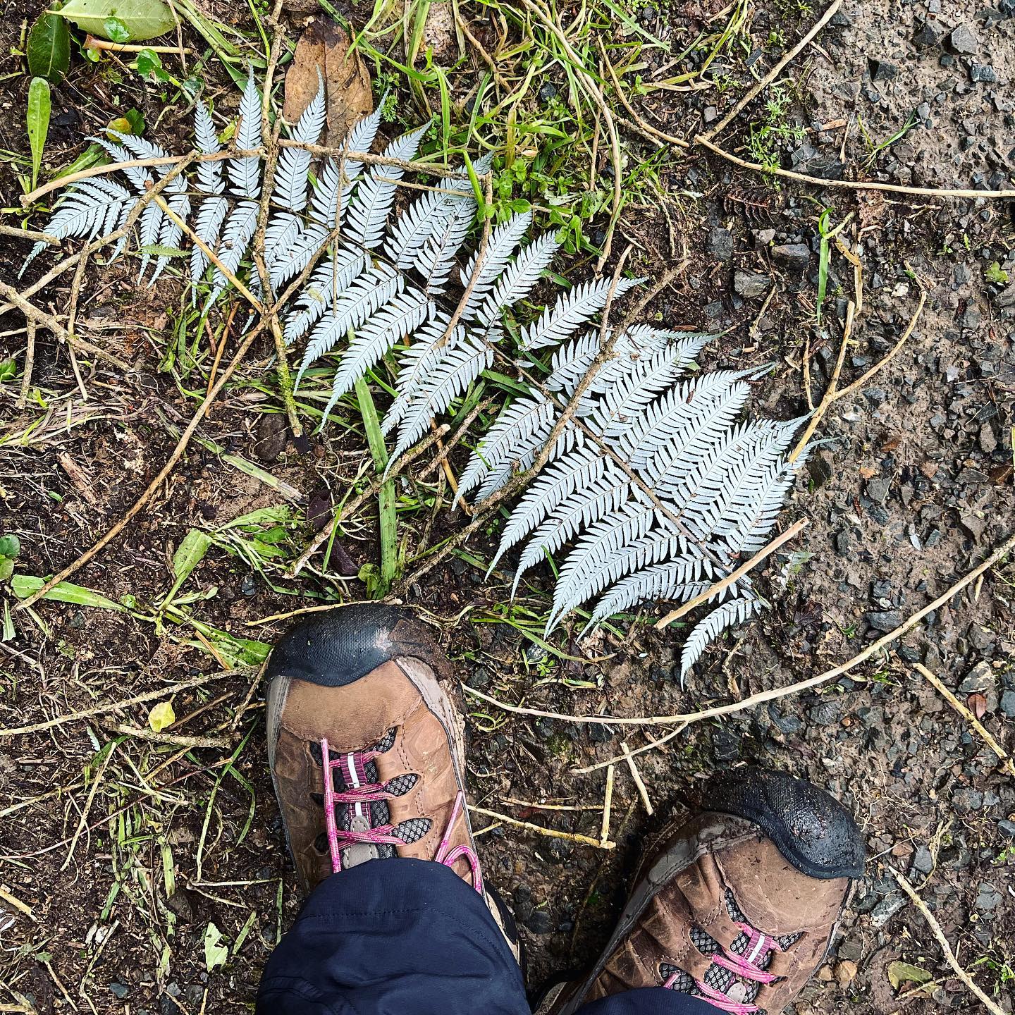 Reminds me of New Zealand. Silver Fern leaf.