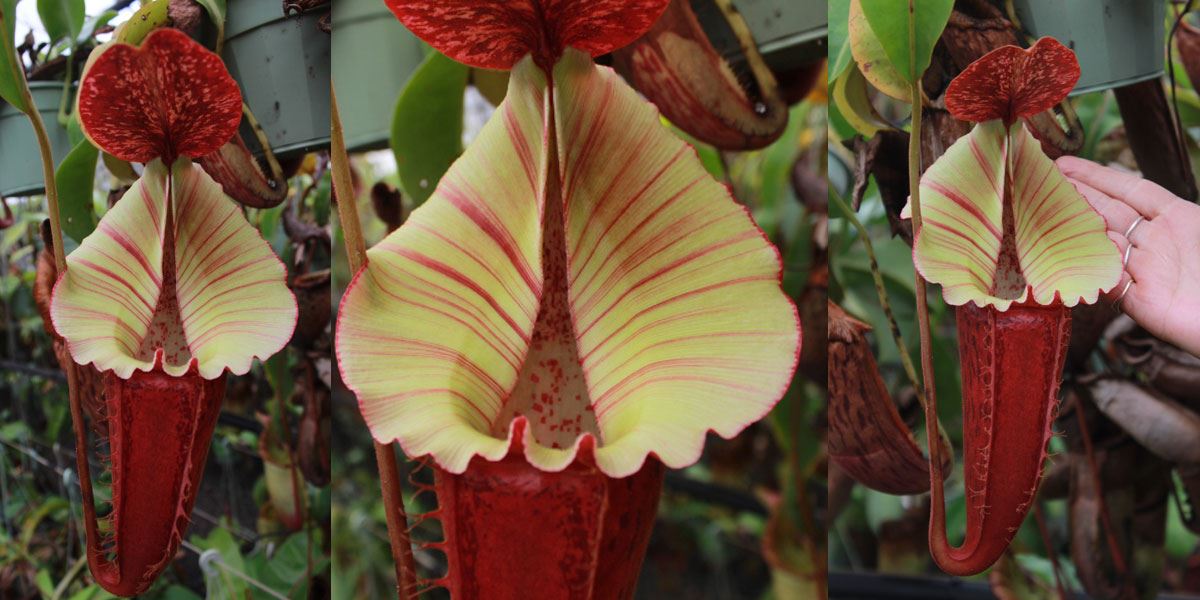 A magnificent plant of one of our recent releases, N. [maxima x