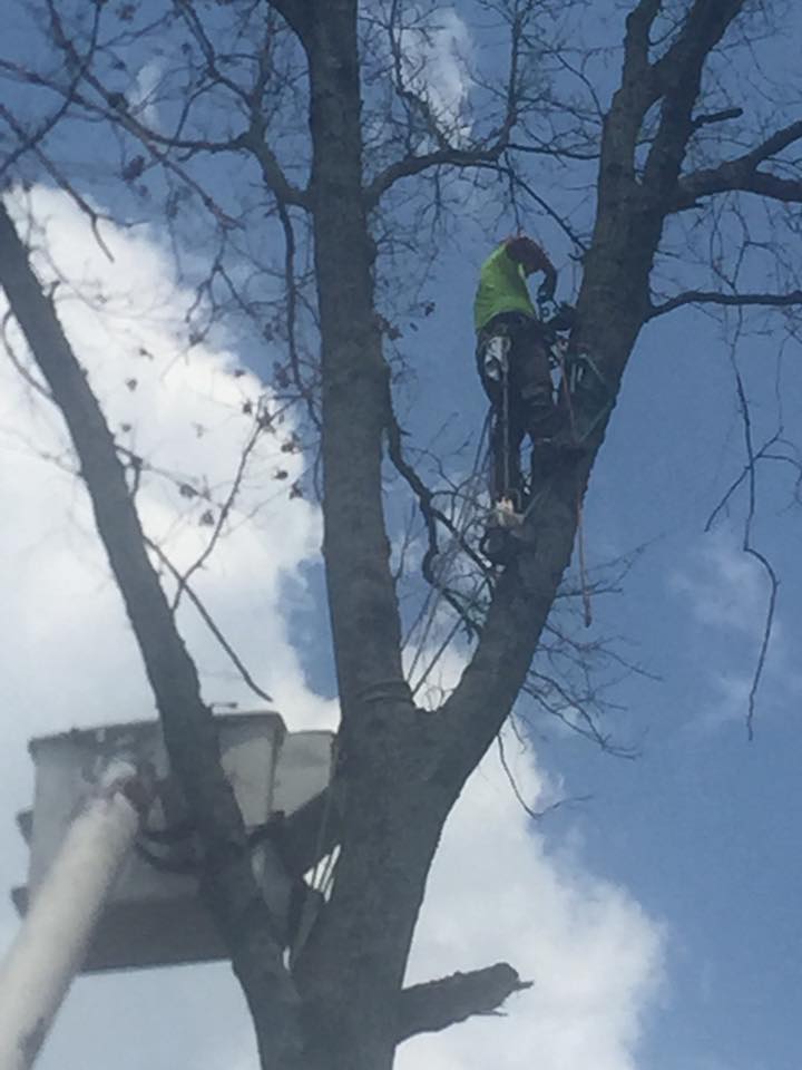 Apex Tree Service | Murfreesboro TN