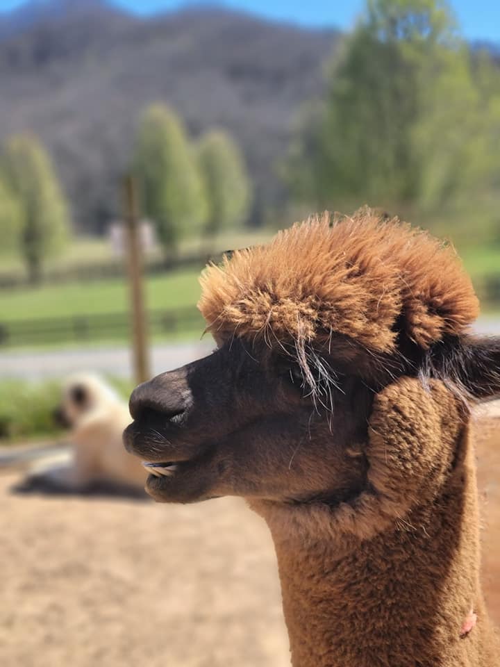 Beautiful hay picnic day for the... - Two Crows Farm Alpacas | Facebook