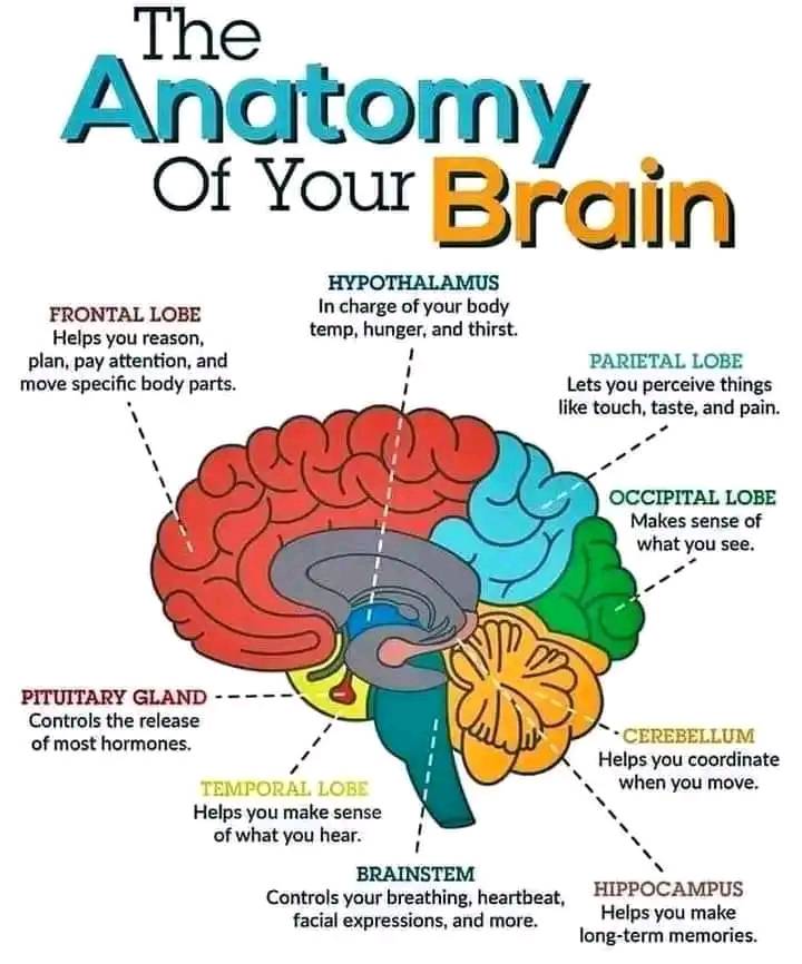 🧠 THE ANATOMY OF YOUR BRAIN 🧠 ️ 📚Understanding the different parts of ...